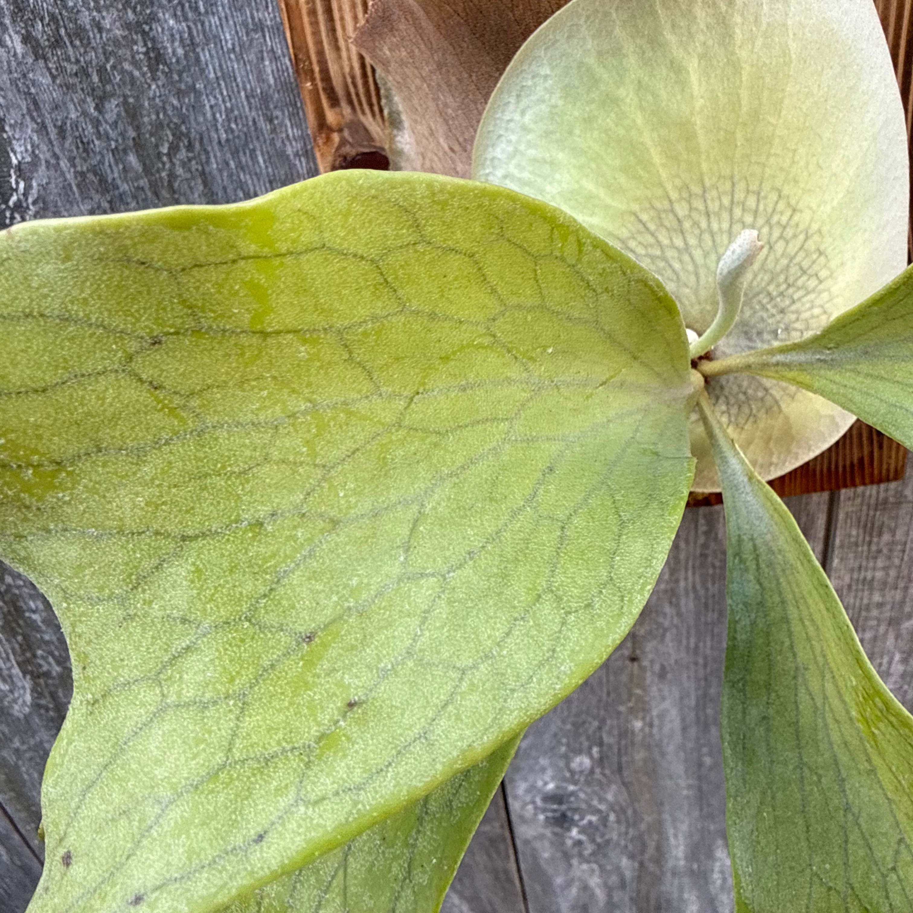 P. hillii spore #44 (pup) | naturefix