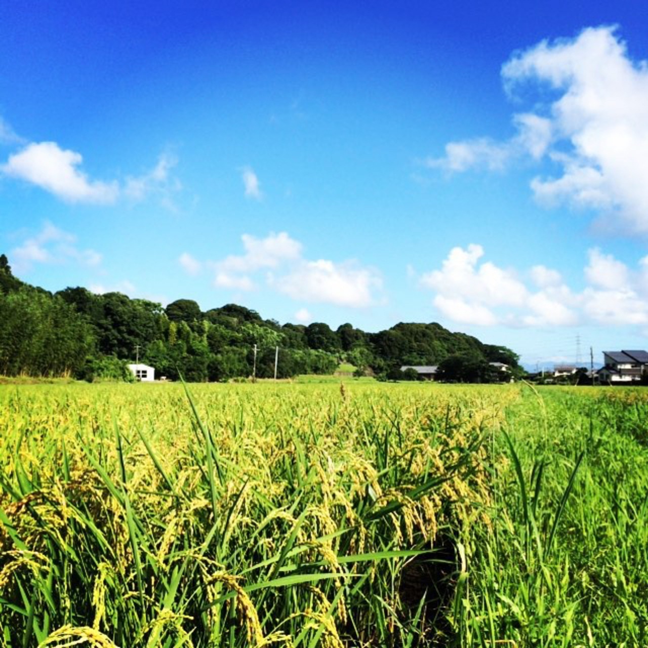 こだわり玄米10kg  ミルキークイーン