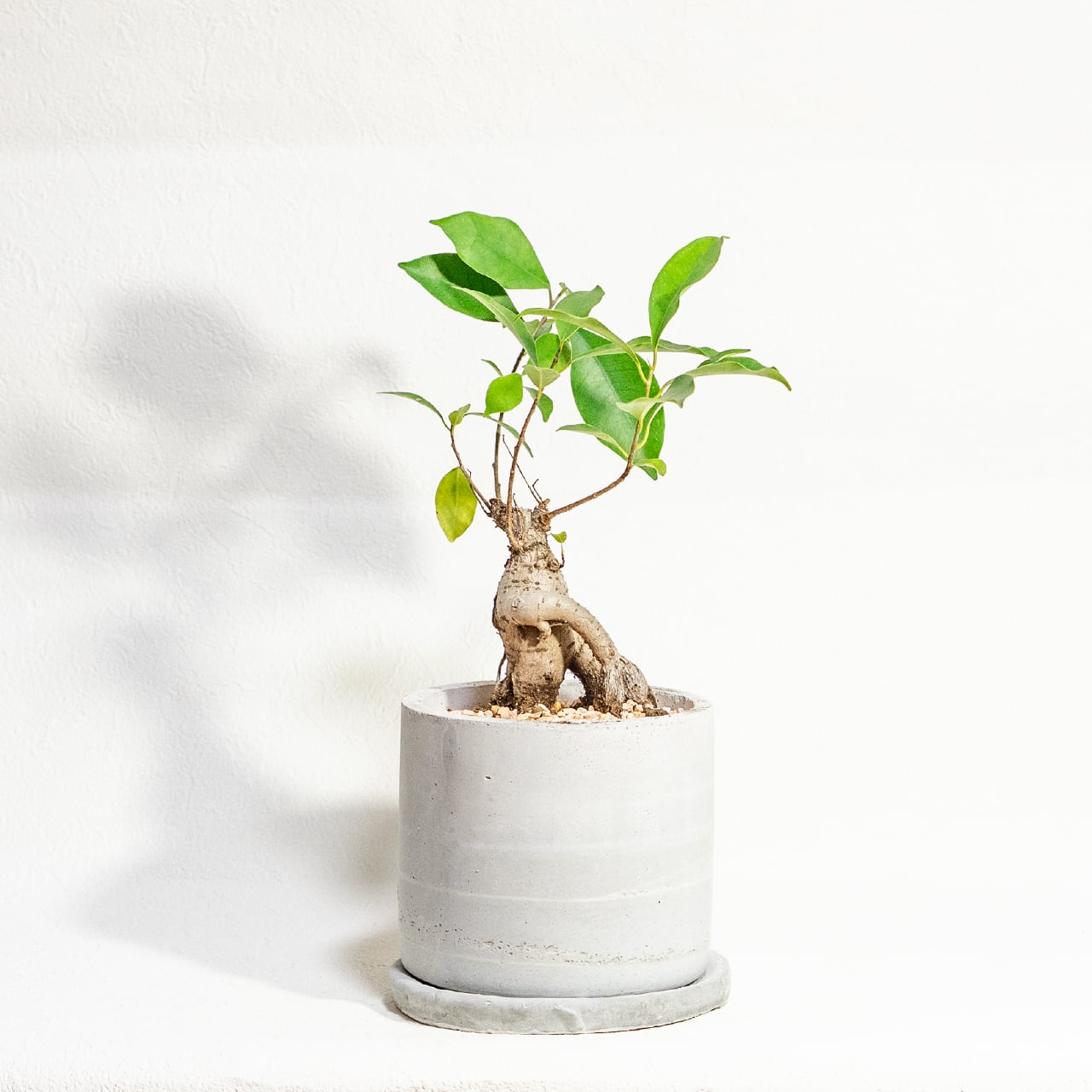 【力強く絡み合う太い根】個性的な樹形のガジュマル。植物を引き立てる無骨な手づくりモルタル鉢。根腐れを防ぐ独自配合の用土を使用|虫発生抑制/全国一律送料850円