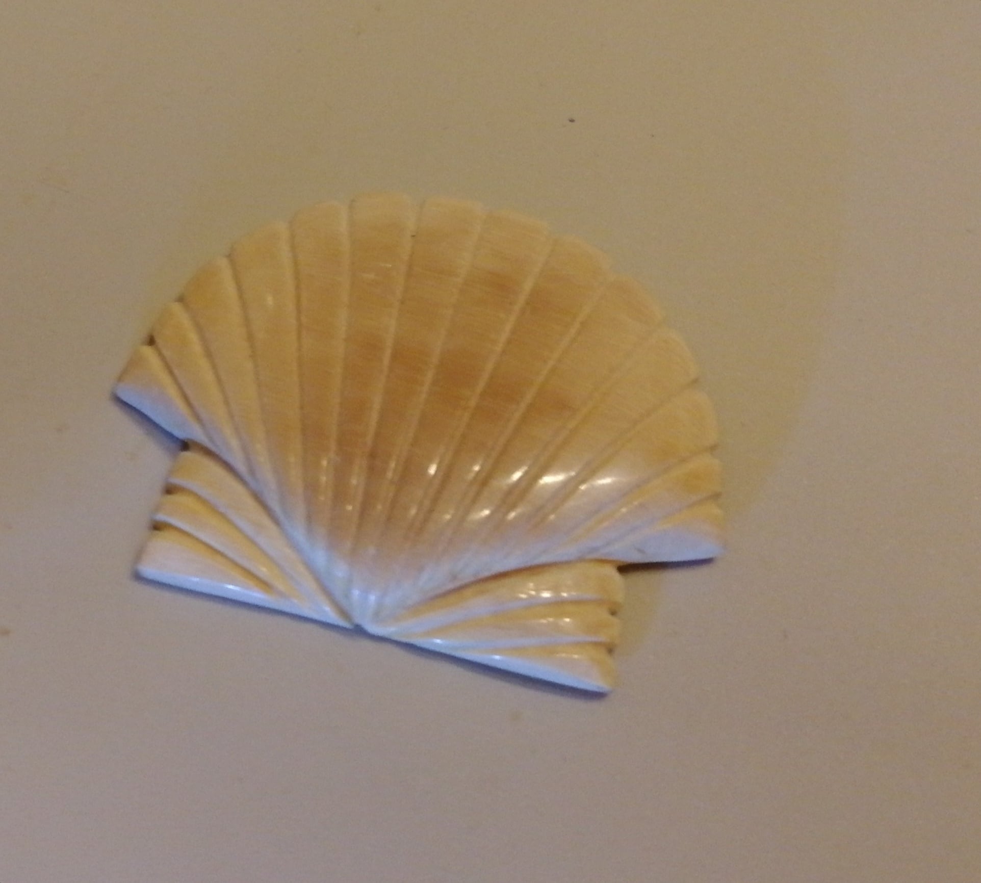 シェル・マンモスカービング☆ナンタケットバスケット用 | ナンタケット