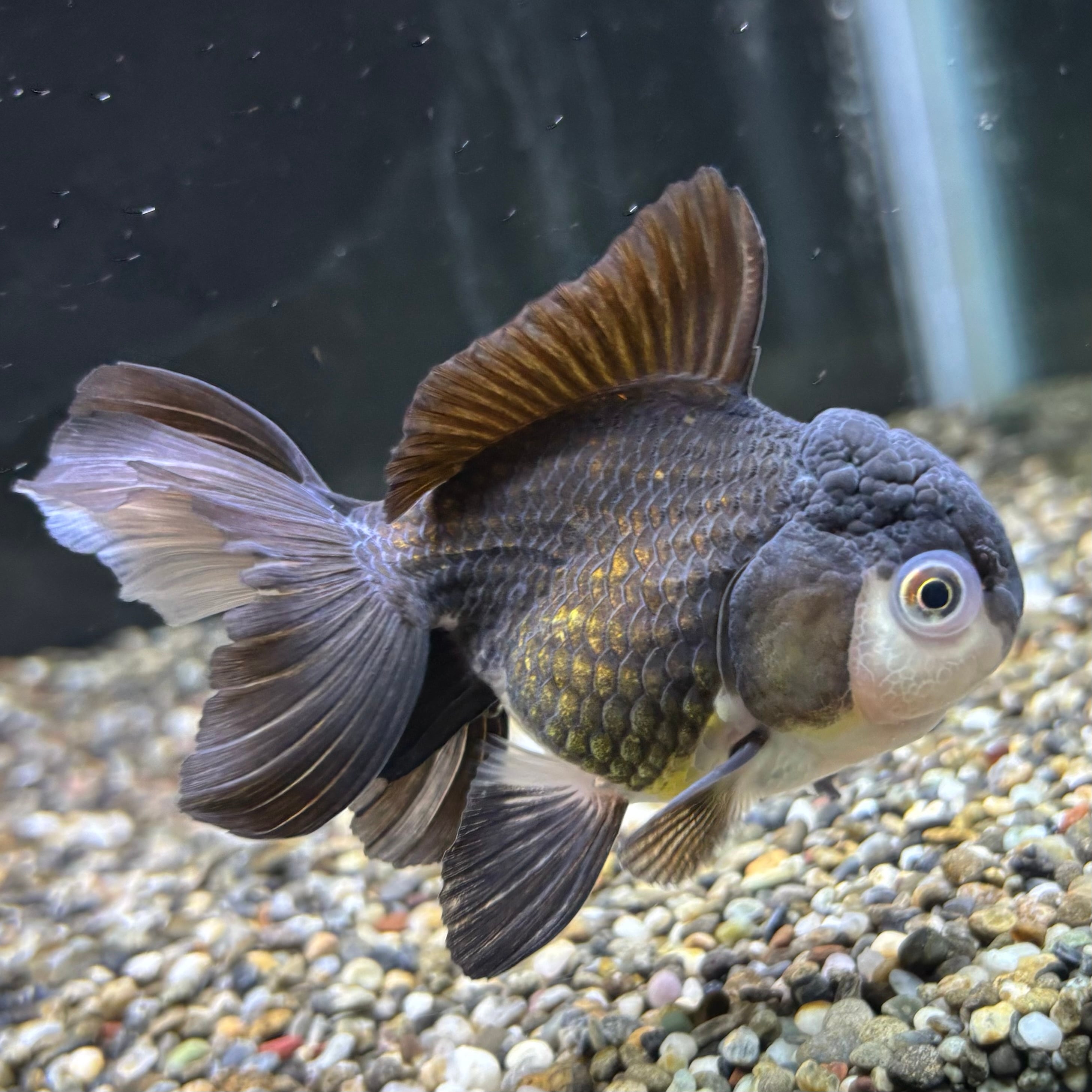 金魚王子】キリンらんちゅう 8±1cm前後 (個体番号：cde948) 金魚 きんぎょ 生体 らんちゅう 厳選個体 | 金魚,らんちゅう系,らんちゅう  | 金魚の通販は「金魚王子 オンラインストア」金魚専門店 販売 [厳選個体] 更紗らんちゅう 良物 ９ｃｍ 個体番号08318 金魚 らんちゅう 生体