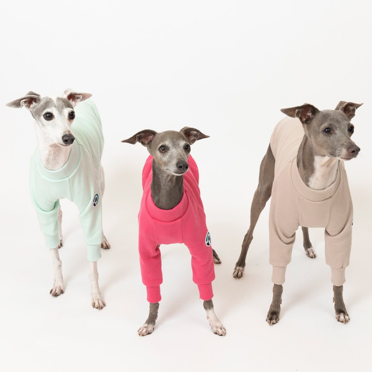 トレーナー2024 cool mint / イタグレ服 | イタグレ服【Pippino】