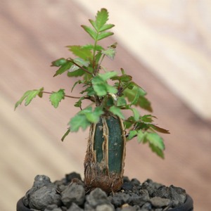 Bursera fagaroides (ブルセラ ファガロイデス) / 小株(3号鉢)/Lot.001