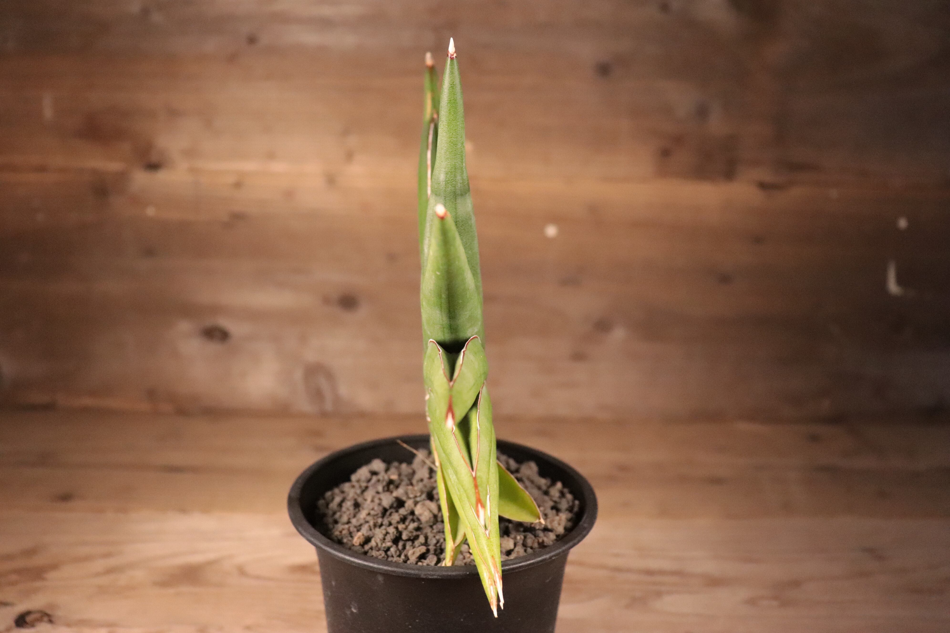 送料無料】Sansevieria 'Sawasdee'〔サンスベリア〕現品発送 送料無料】Sansevieria 'Sawasdee'〔サンスベリア〕現品発送