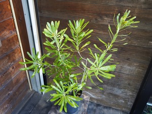 ■ バンクシア ”アエムラ”　A【現物】