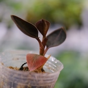 Ludisia discolor var. nigrescens / ルディシア ディスカラー ニグレスセンス③ / 観葉植物