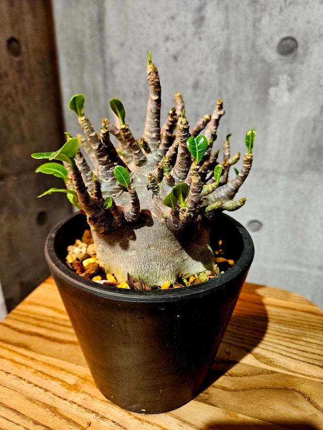 Adenium arabicum dwarf “Black”【artPLANTs】アデニウム/塊根