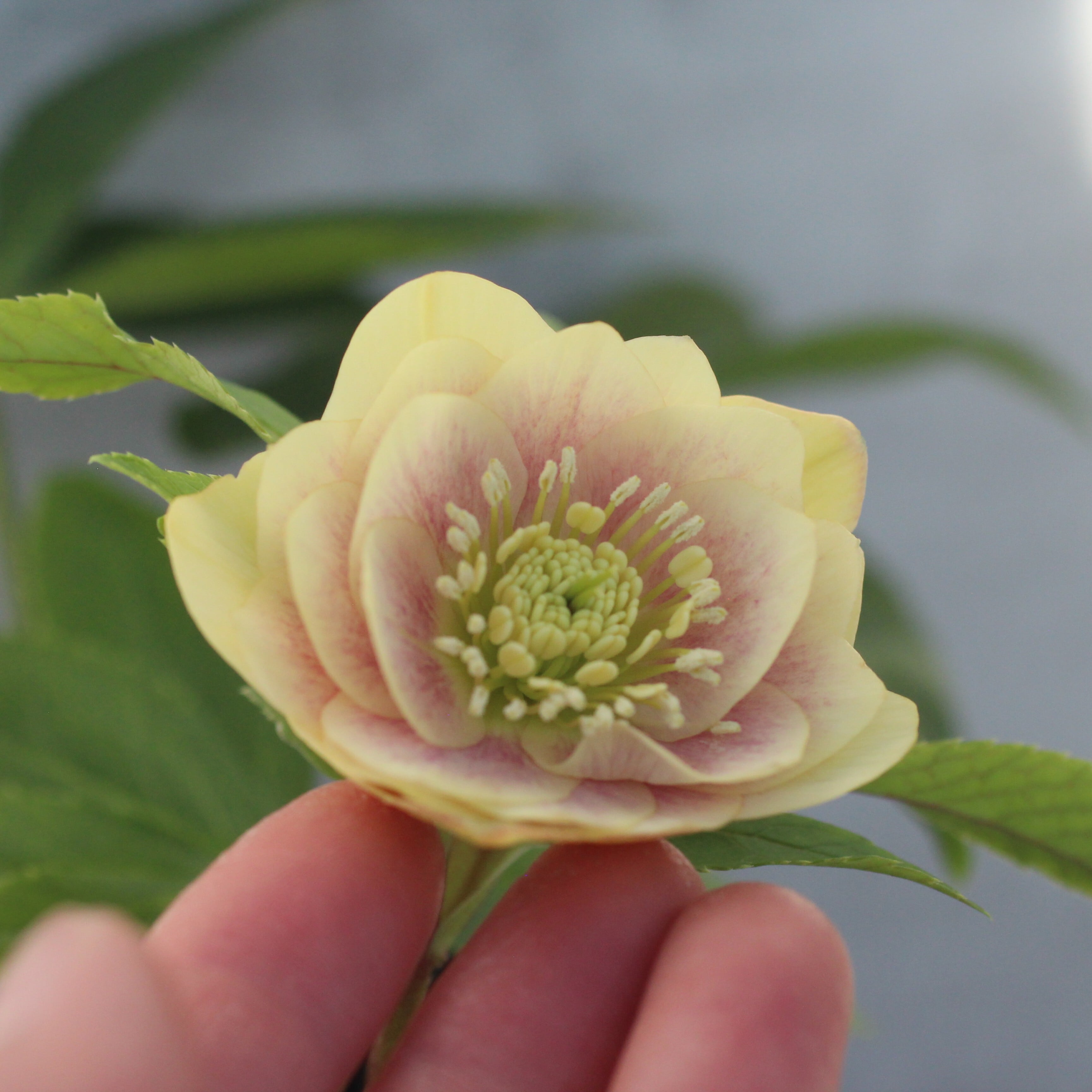 WS26-093 クリスマスローズ ウィンターシンフォニー ライトイエロー