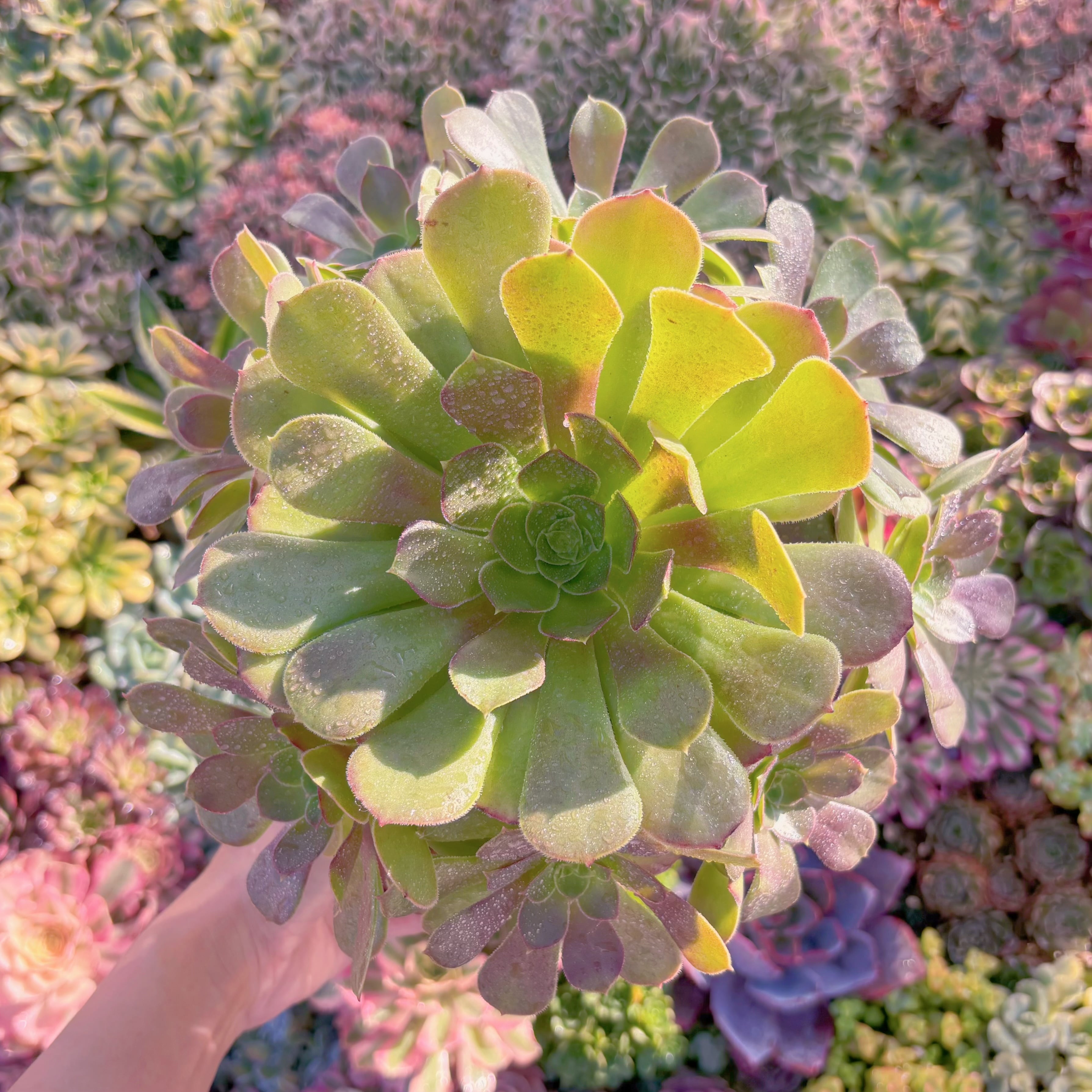 現品　ハロウィン#M198　特大群生　るる農園