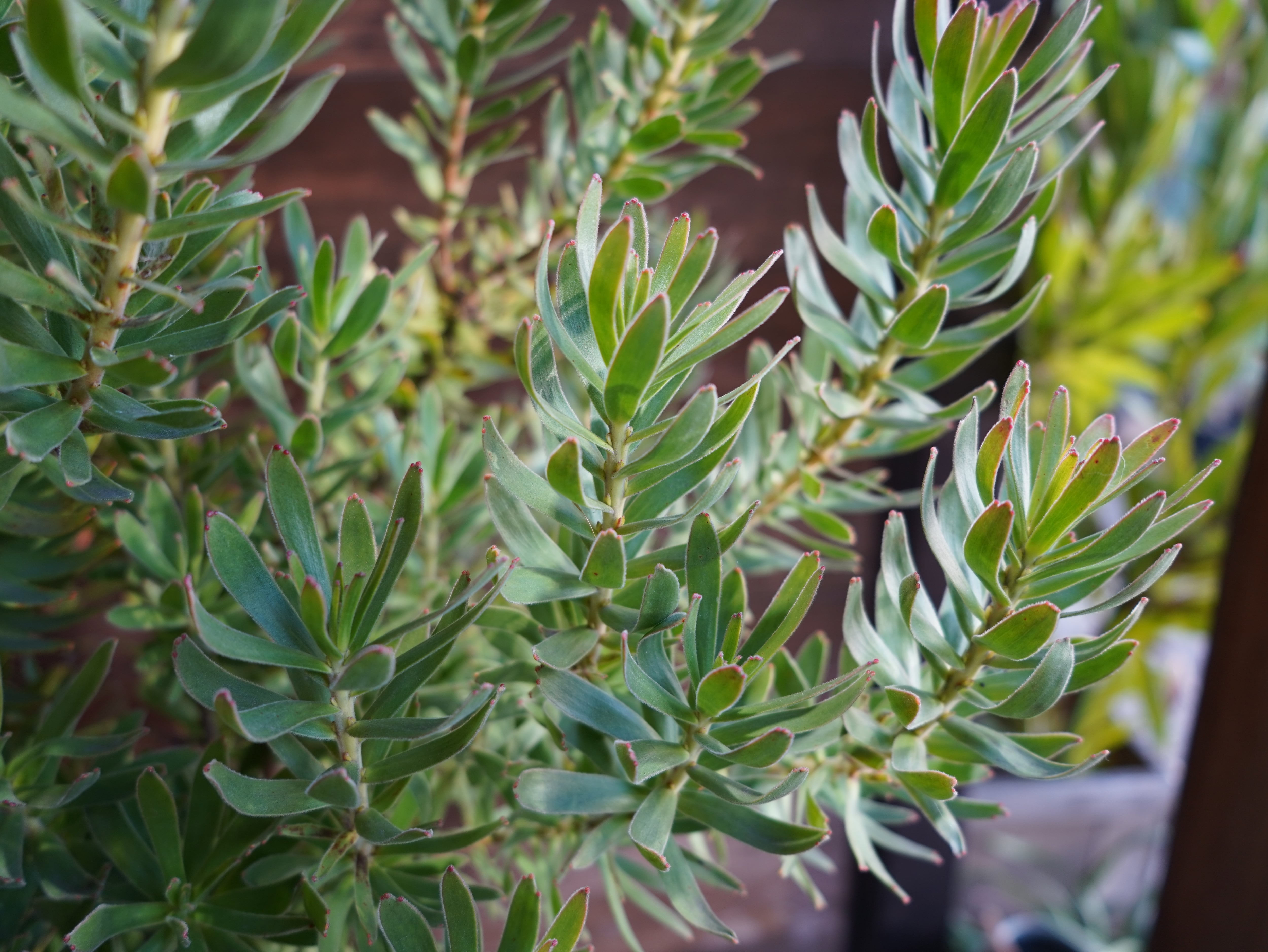 【現物】ミメテス　”クラッカージャックレッド”