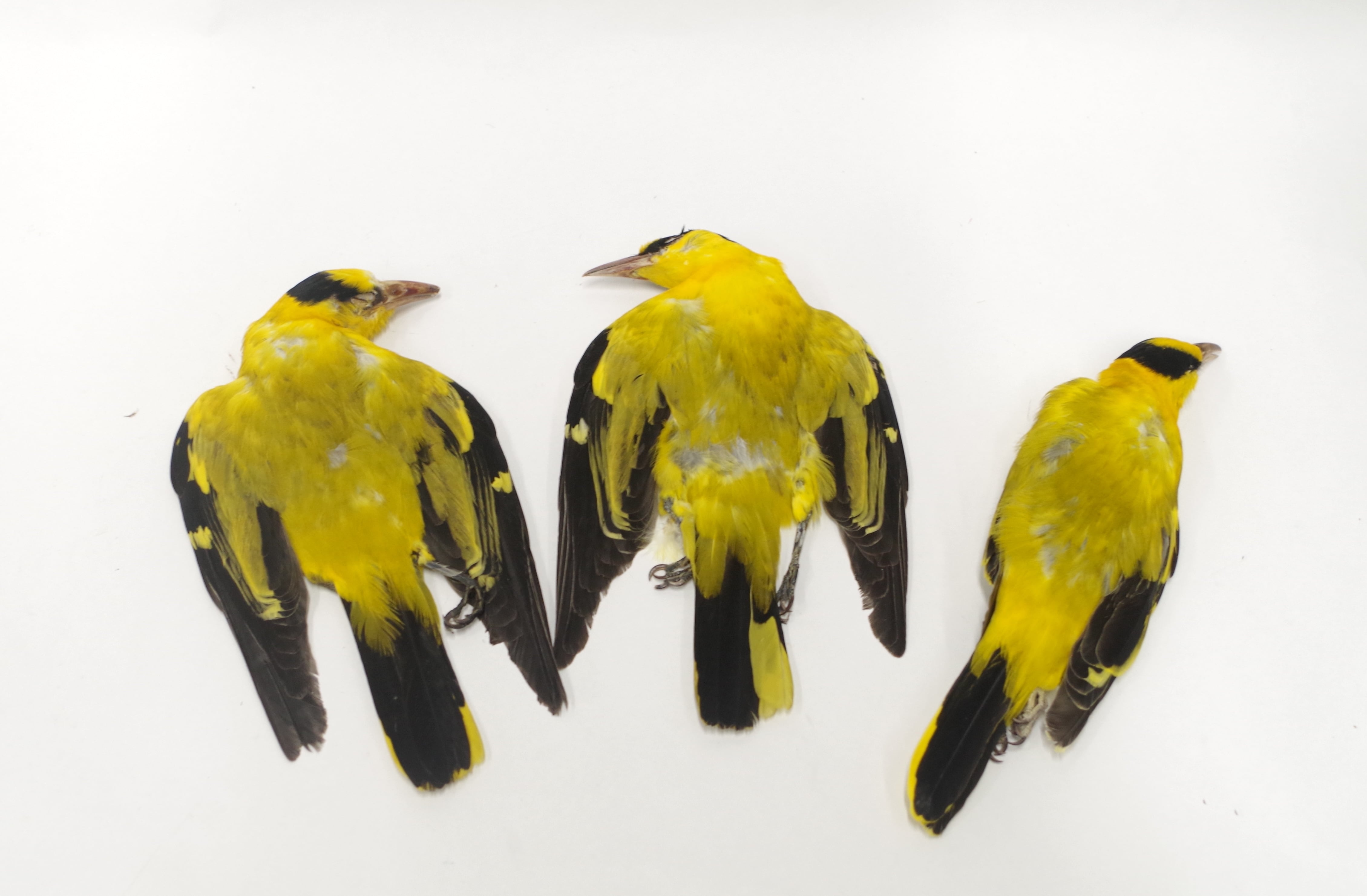 セキセイインコ 羽 | アトリエ杉本 セキセイインコ 羽 | アトリエ杉本