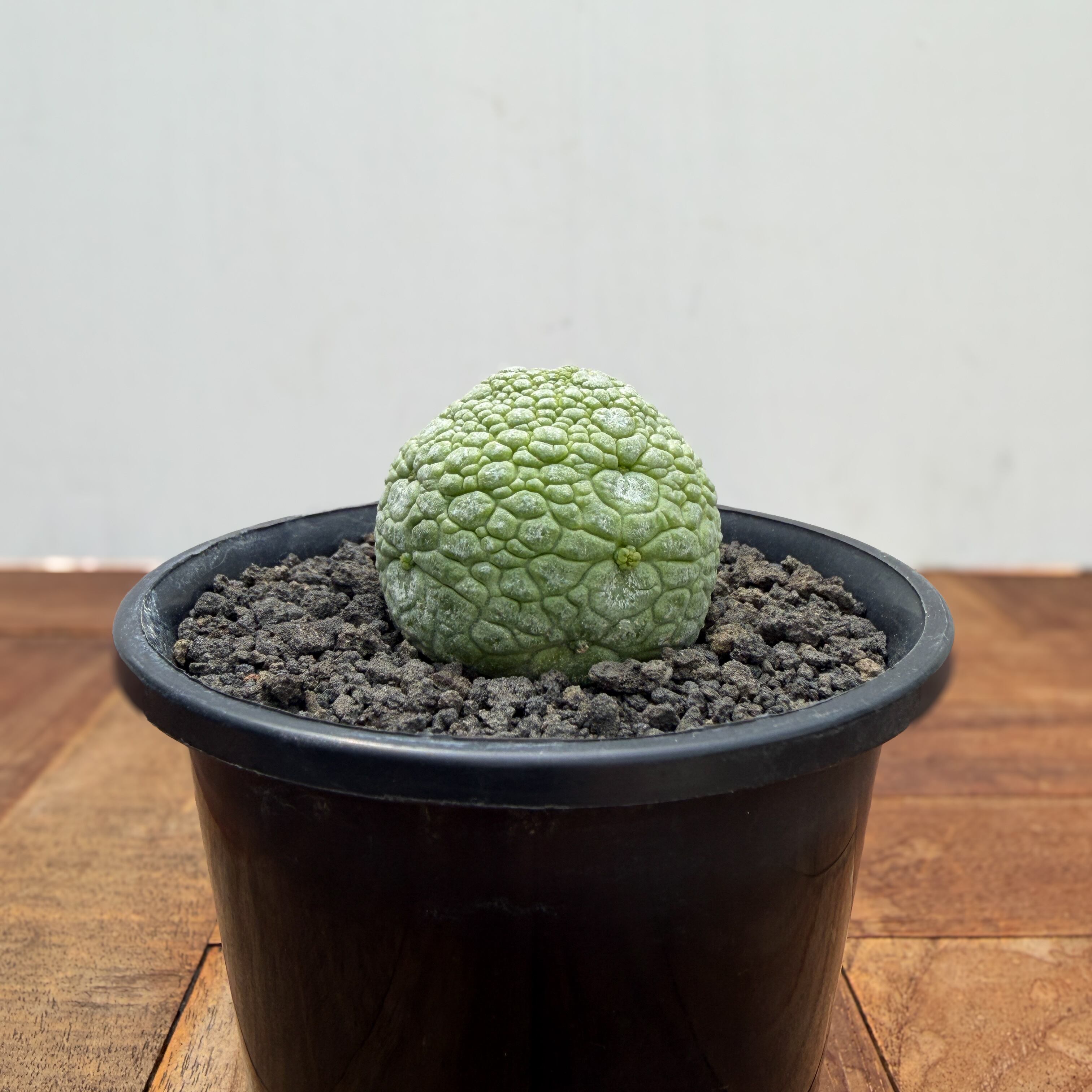 大苗　プセウドリトス　ミギウルティヌス　ポットごと Pseudolithos migiurtinus 【プセウドリトス・ミギウルティヌス・実生