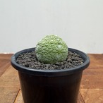Pseudolithos migiurtinus 【プセウドリトス・ミギウルティヌス・実生】