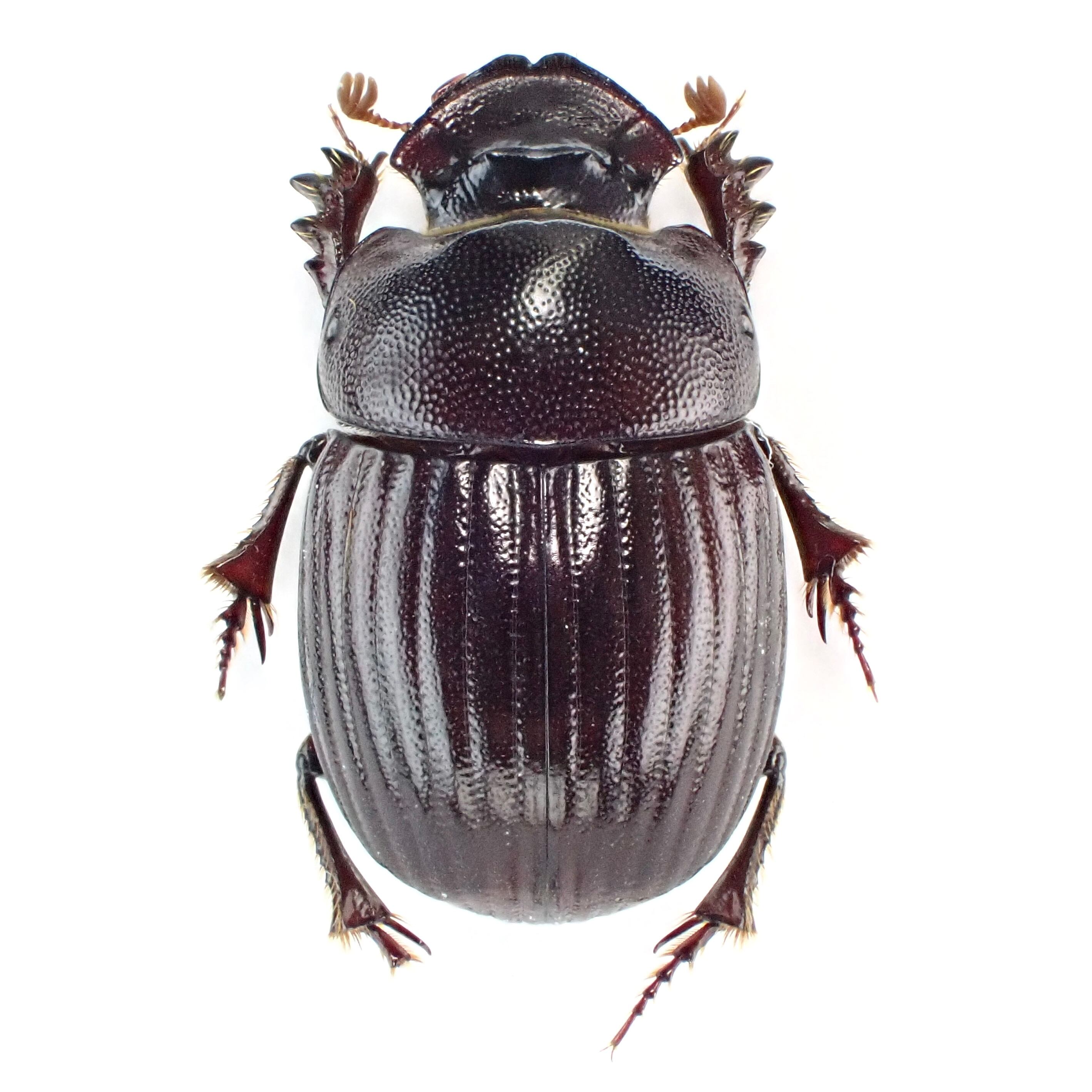南アフリカ産 Xinidium dentilabris ♂♀ 12mm/12mm | 昆虫標本