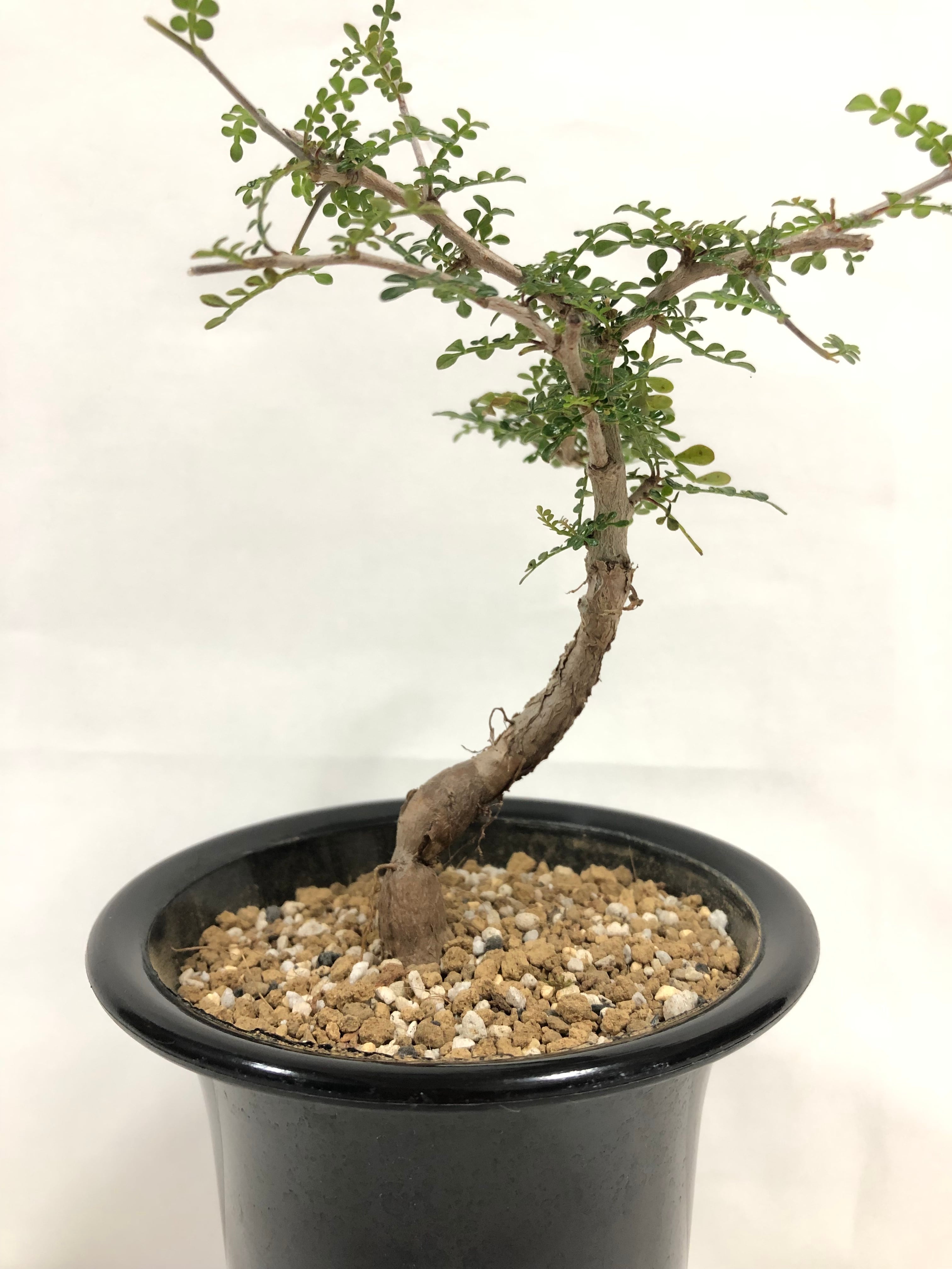 オペルクリカリア デカリー　塊根植物 コーデックス Operculicarya decaryi オペルクリカリア・デカリー 塊根植物