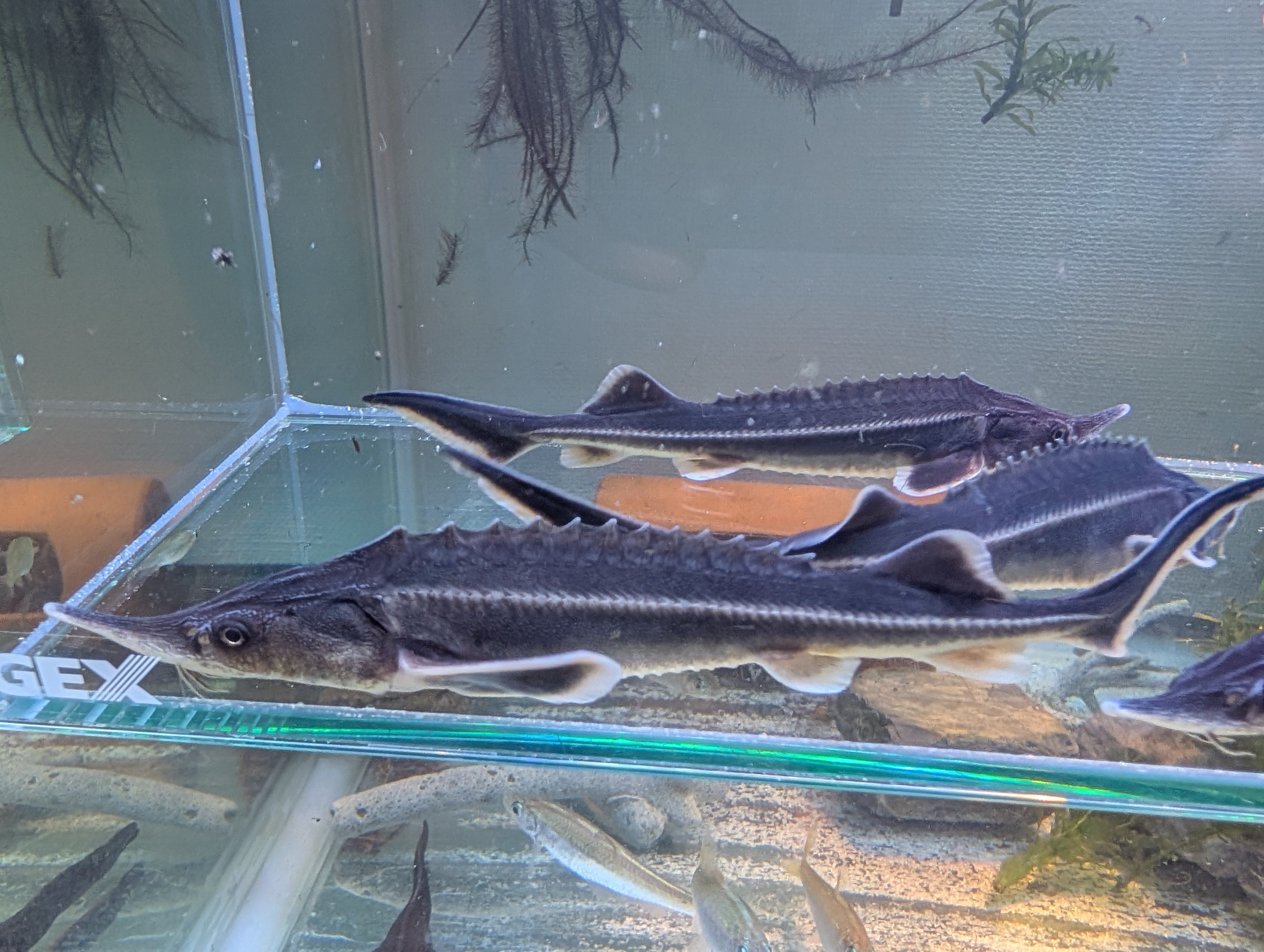 スタージョンシーキャット ±38㎝