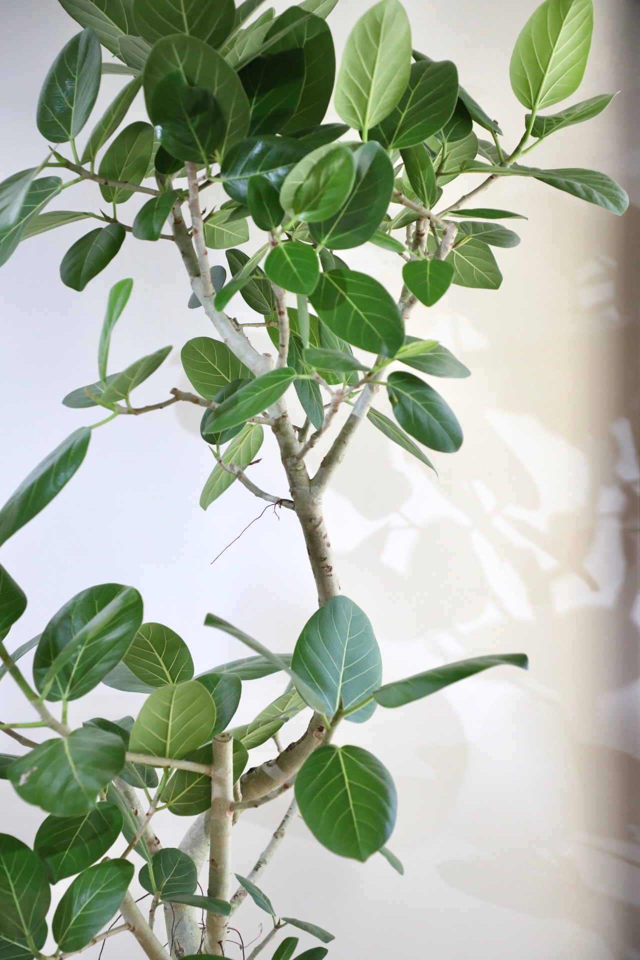 【L/160cm】【渋谷区周辺エリア/配送料無料】フィカス ベンガレンシス/Ficus benghalensis ※陶器鉢カバー別