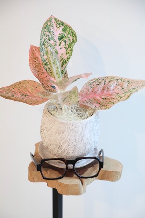 【S】【希少】アグラオネマ スターダストオレンジ/Aglaonema Stardust Orange ※陶器鉢カバー付き