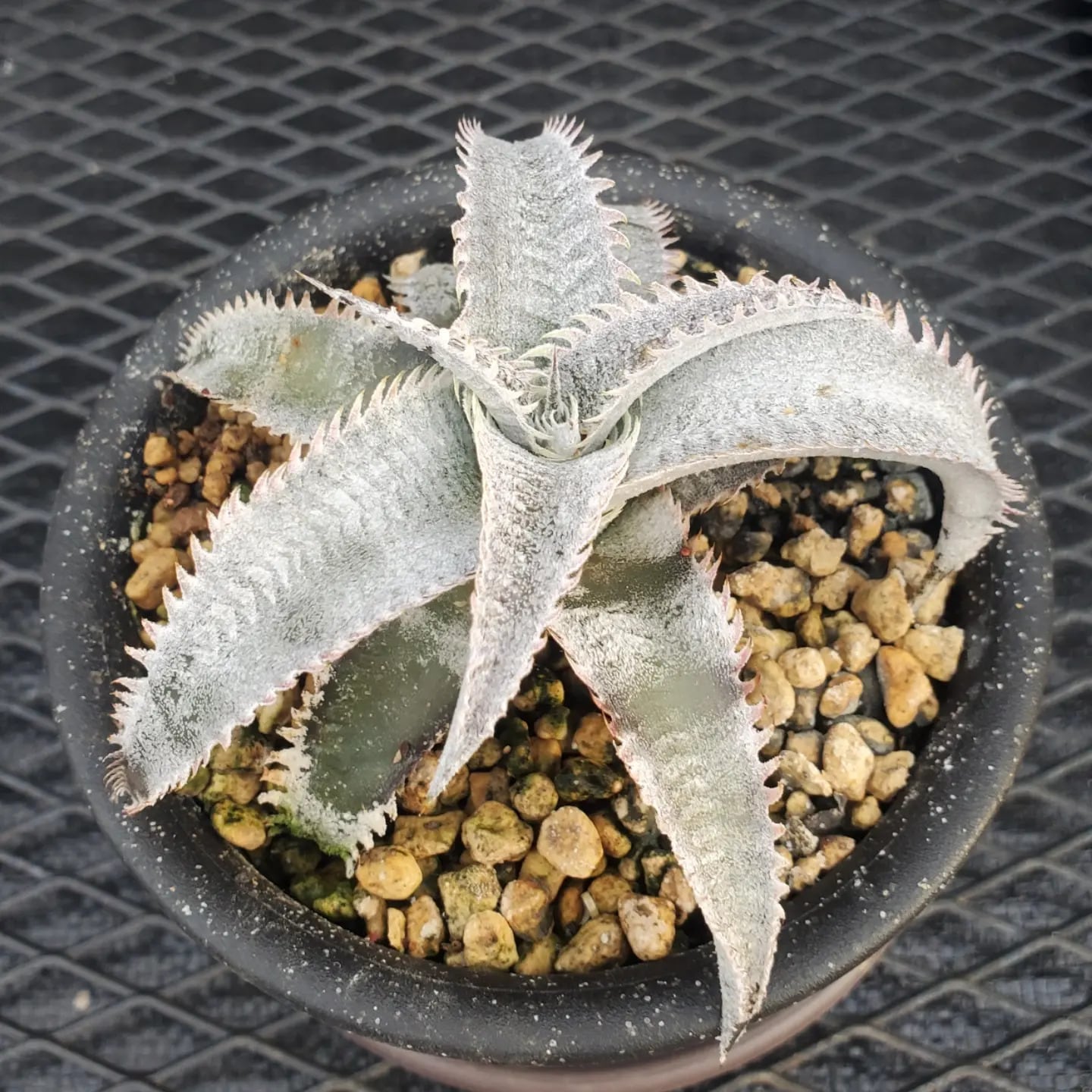 Dyckia（ディッキア） | レアプランツ通販サイトPlants Maniax