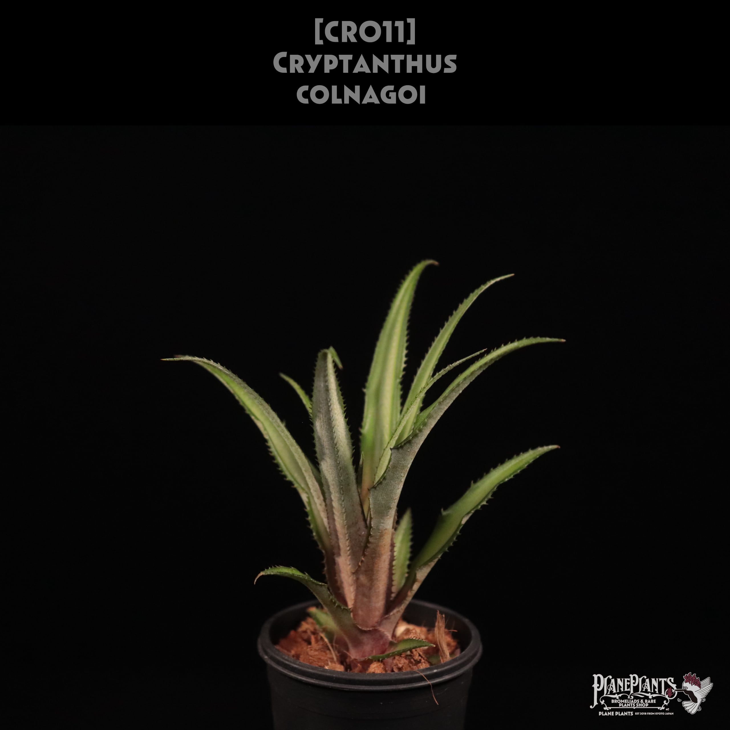 Request】Cryptanthus 'Absolute Zero'〔クリプタンサス〕現品発送