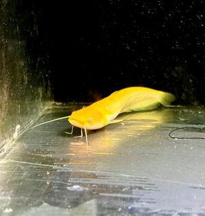 アルビノ南方大口ナマズ