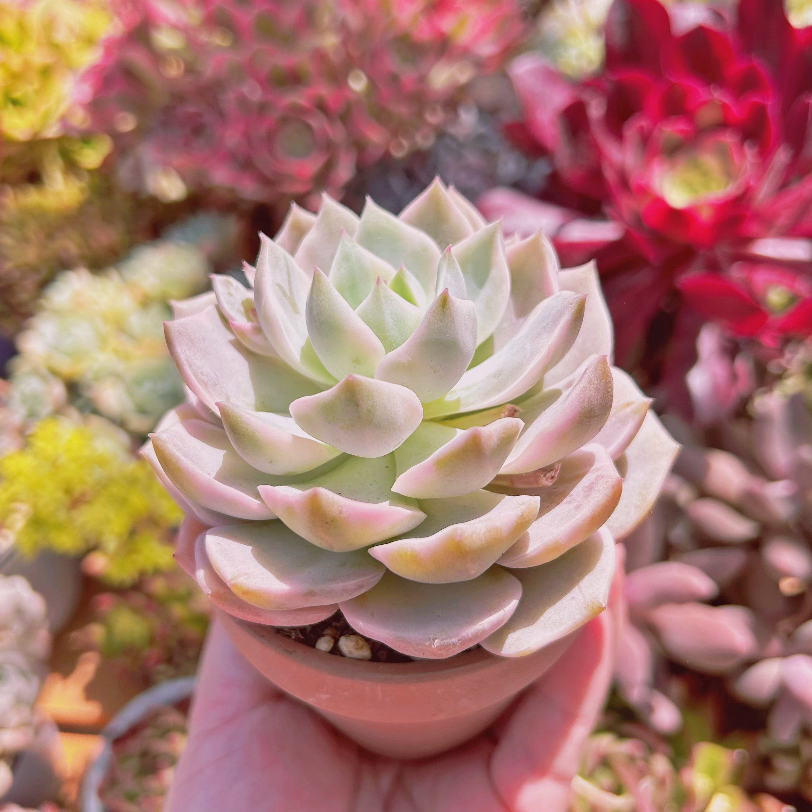 多肉植物 白牡丹錦 特大 | るる農園~多肉植物専門 多肉植物 白牡丹錦 特大 | るる農園~多肉植物専門