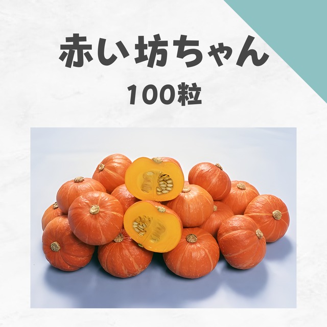 赤い坊ちゃん　カボチャ種子・100粒