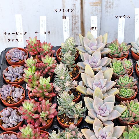 多肉植物 アエオニウム ガーネット錦 美苗 #g2 | Pay ID