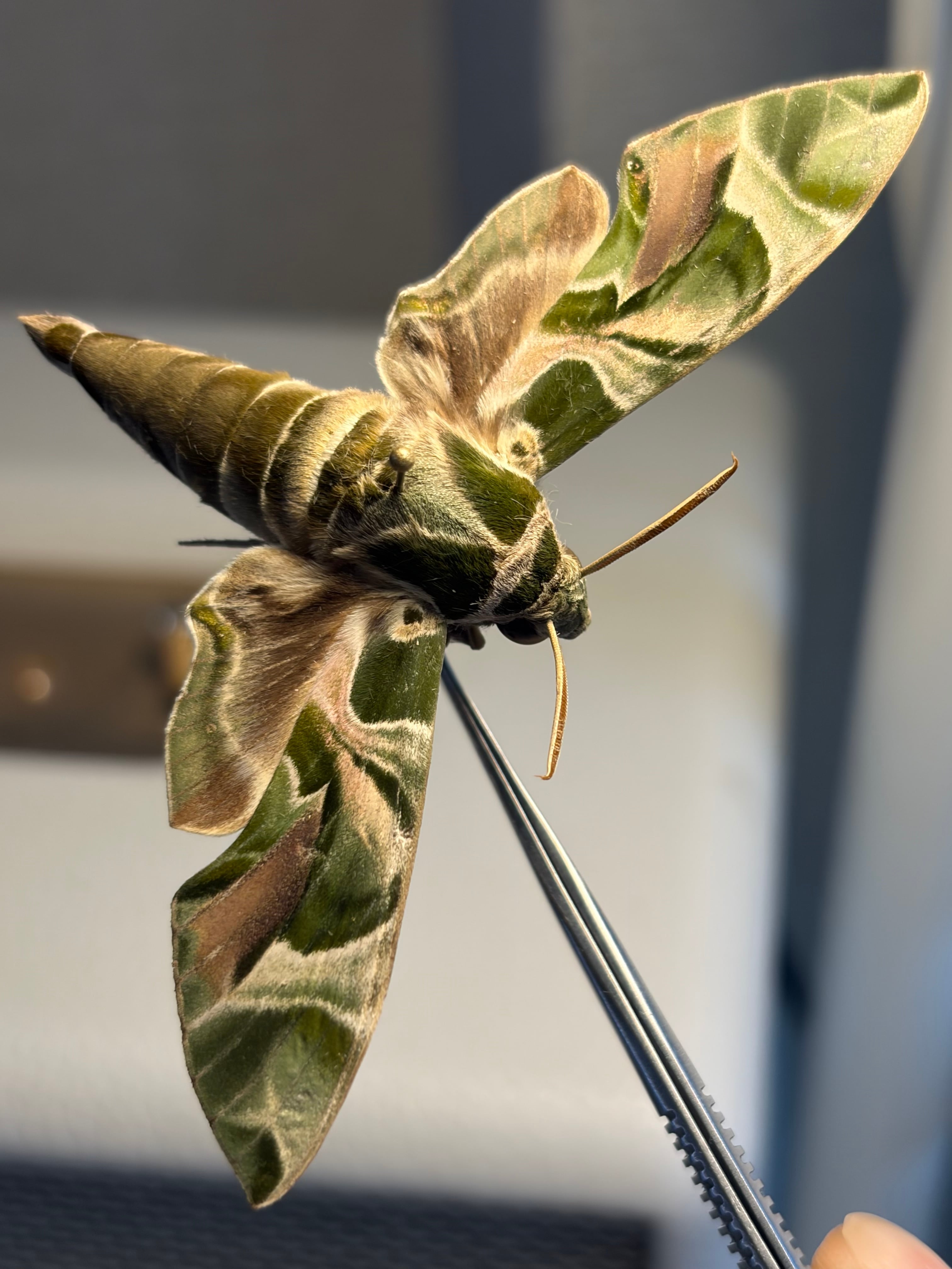 【LAST】キョウチクトウスズメ 夾竹桃雀蛾 Daphnis nerii 蛾標本 LAST】キョウチクトウスズメ 夾竹桃雀蛾 Daphnis nerii 蛾標本 蝶標本