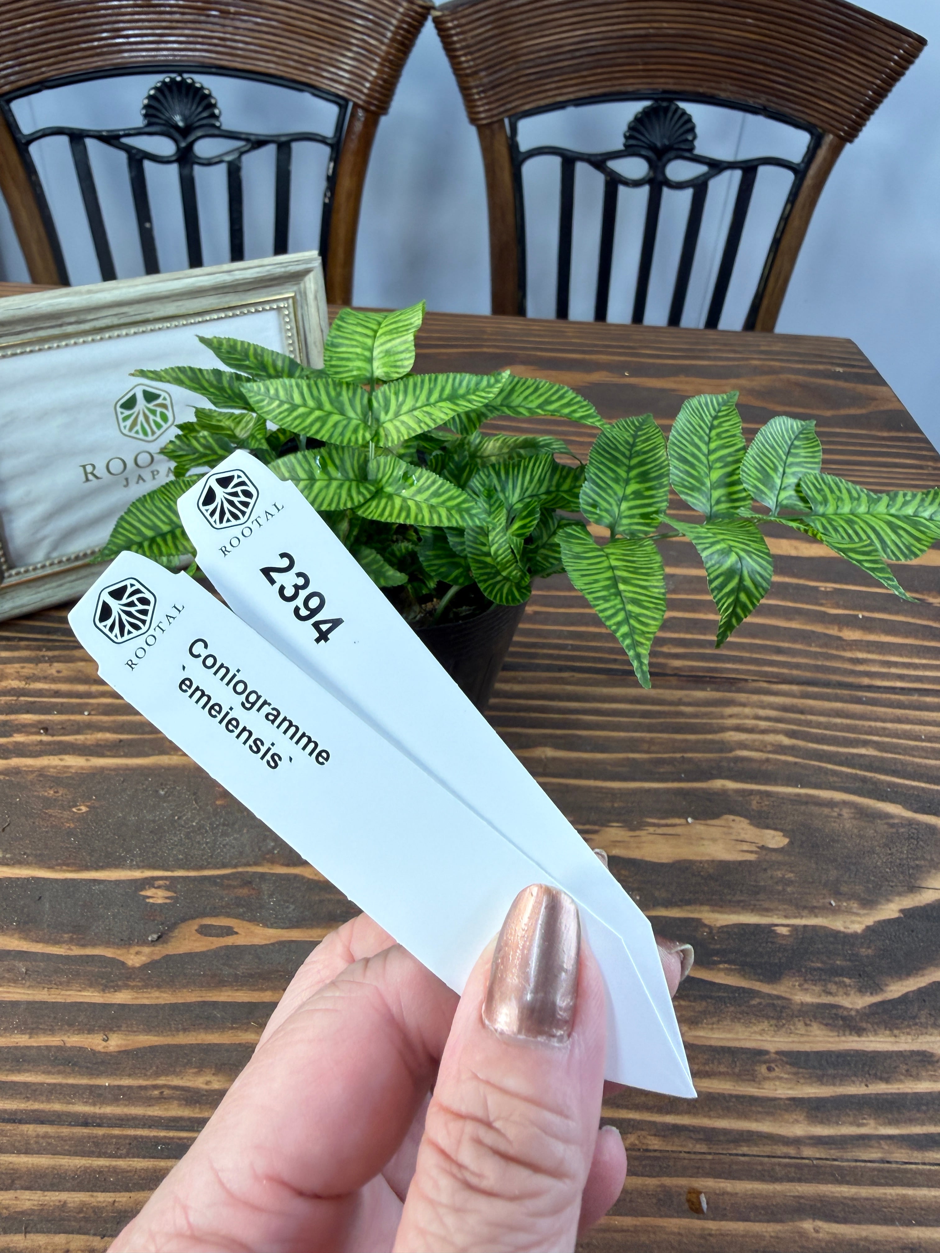 ★2394【繊細なギザギザ】コニオグランメ エメイエンシス(3.5号ポット)