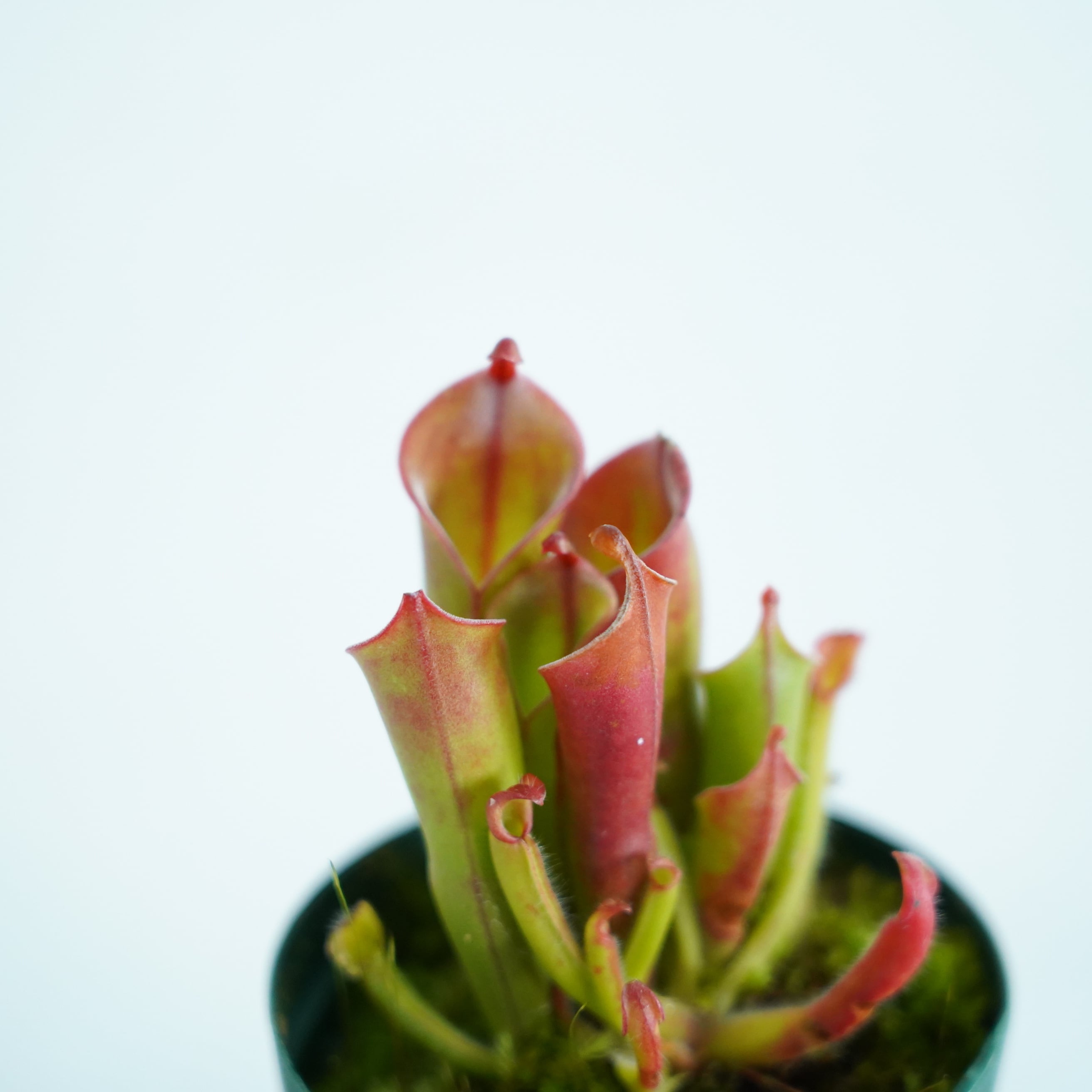 ヘリアンフォラ Heliamphora (heterodoxsa × minor)【食虫植物】 苔