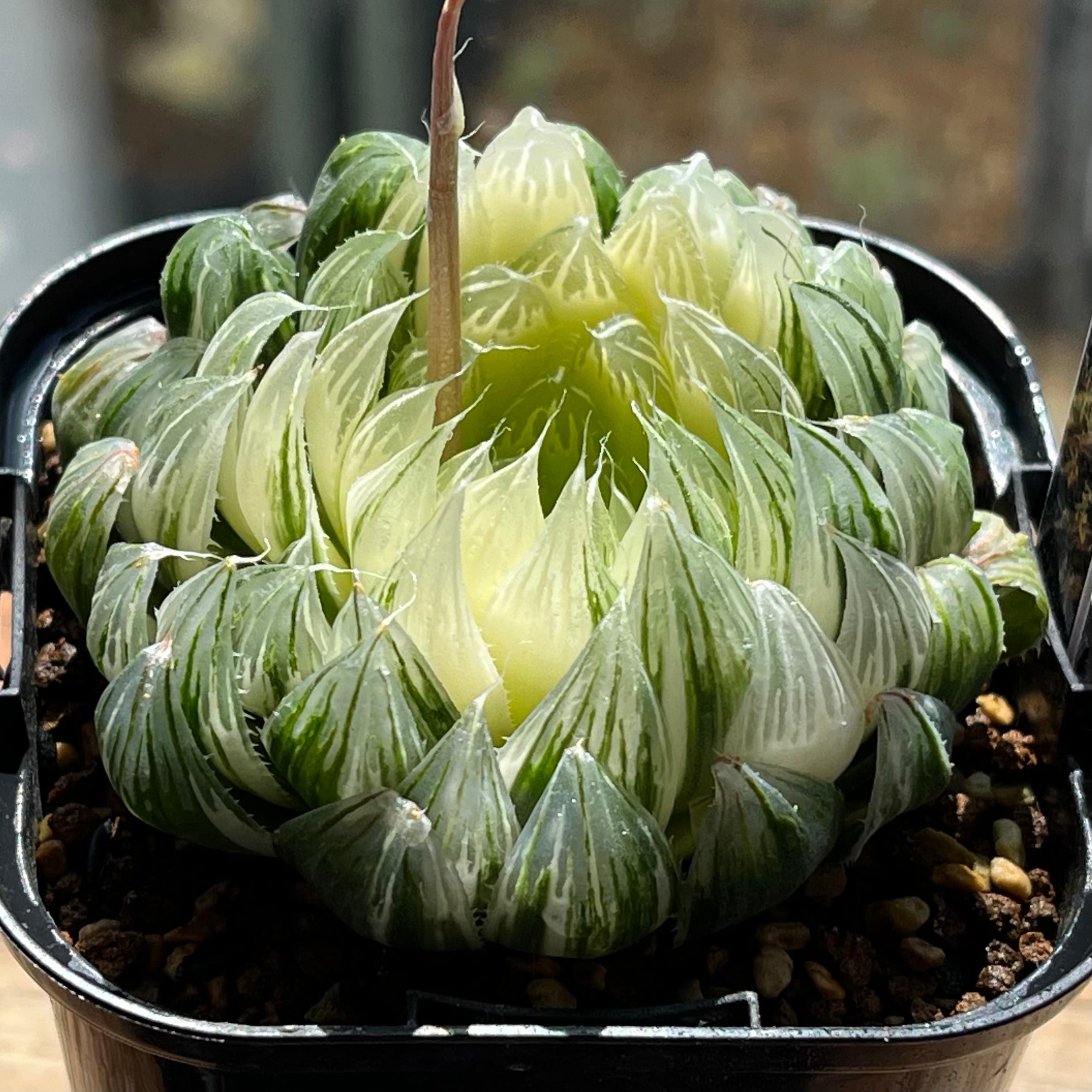ハオルチア 花胡蝶 オブツーサ錦 | mocono_plants