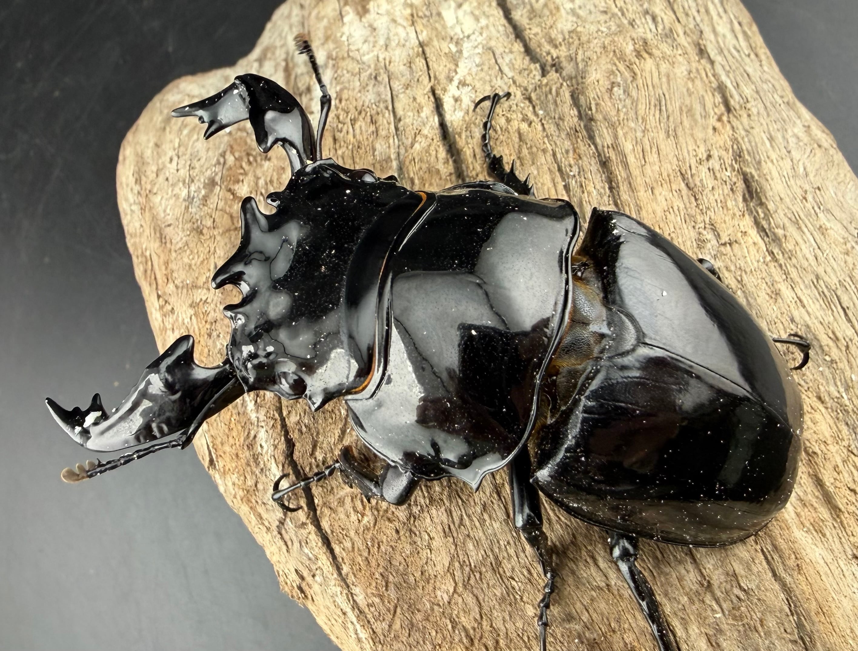 タランドゥスオオツヤクワガタ 86mm ペア》 | KPW公式オンラインショップ