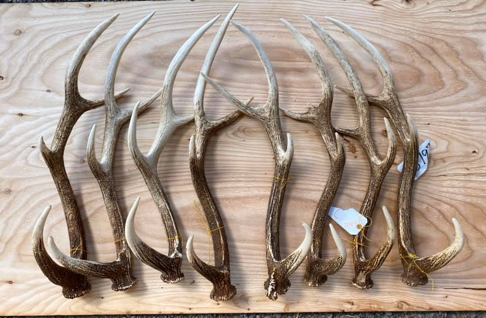 在庫要確認 蝦夷鹿 落ち角 大型美品 単品1本 インテリア装飾用 送料税込 Npo法人北海道自然資源活用機構