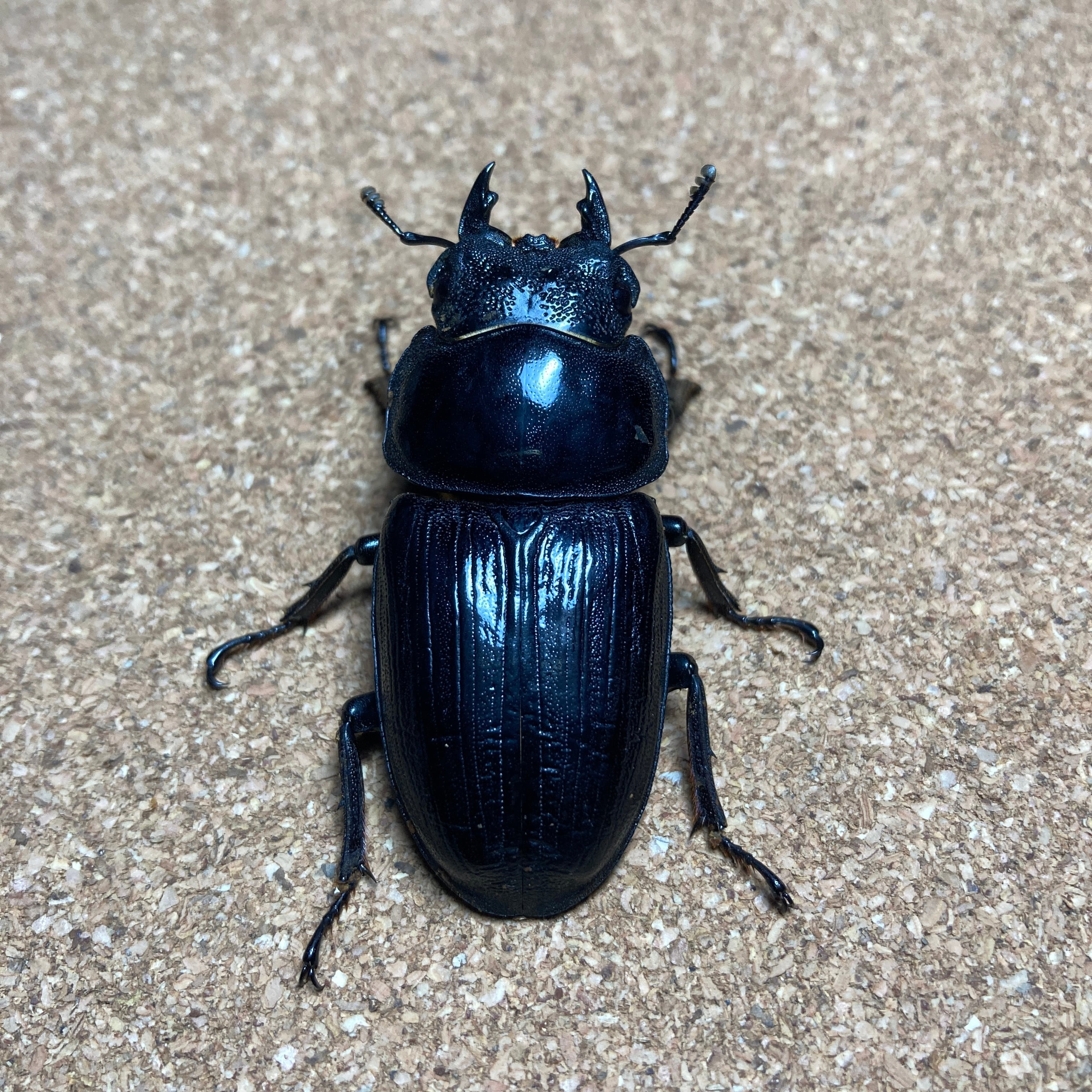 オオクワガタ久留米大型血統幼虫3匹③