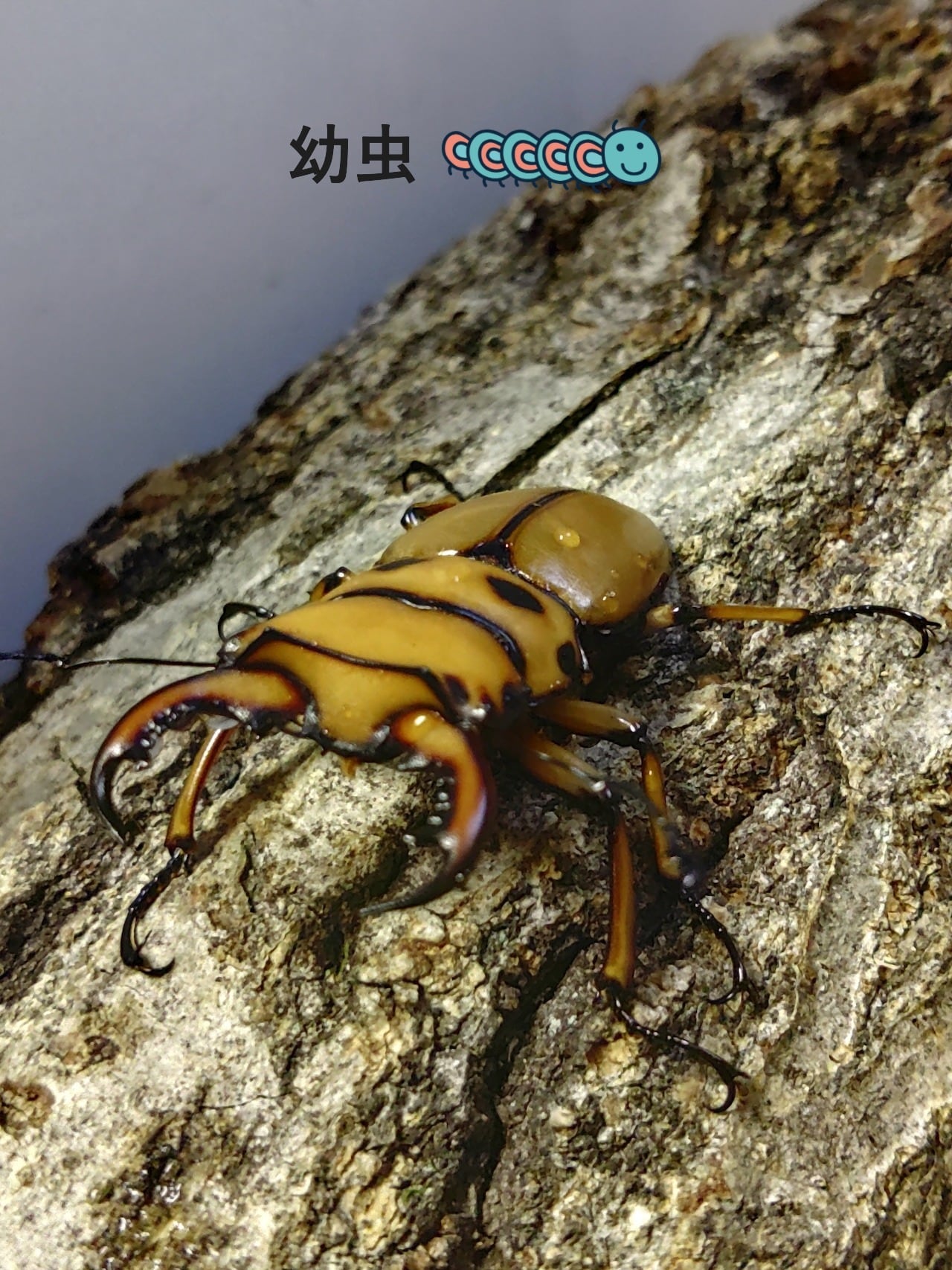 メタリフェルホソアカクワガタ ペア ♂82㎜ | くわバカおやじ