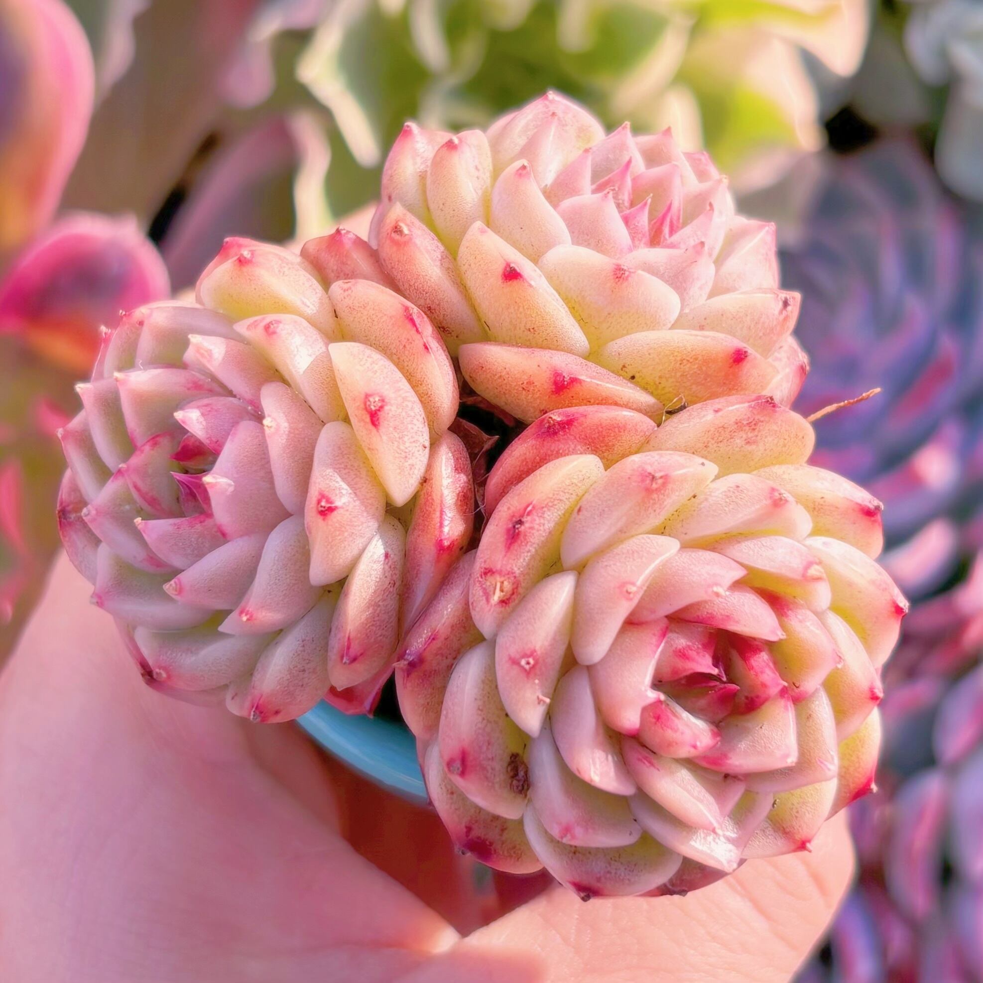 多肉植物 レッドベルベット 群生3頭から 新入荷 るる農園 | るる農園