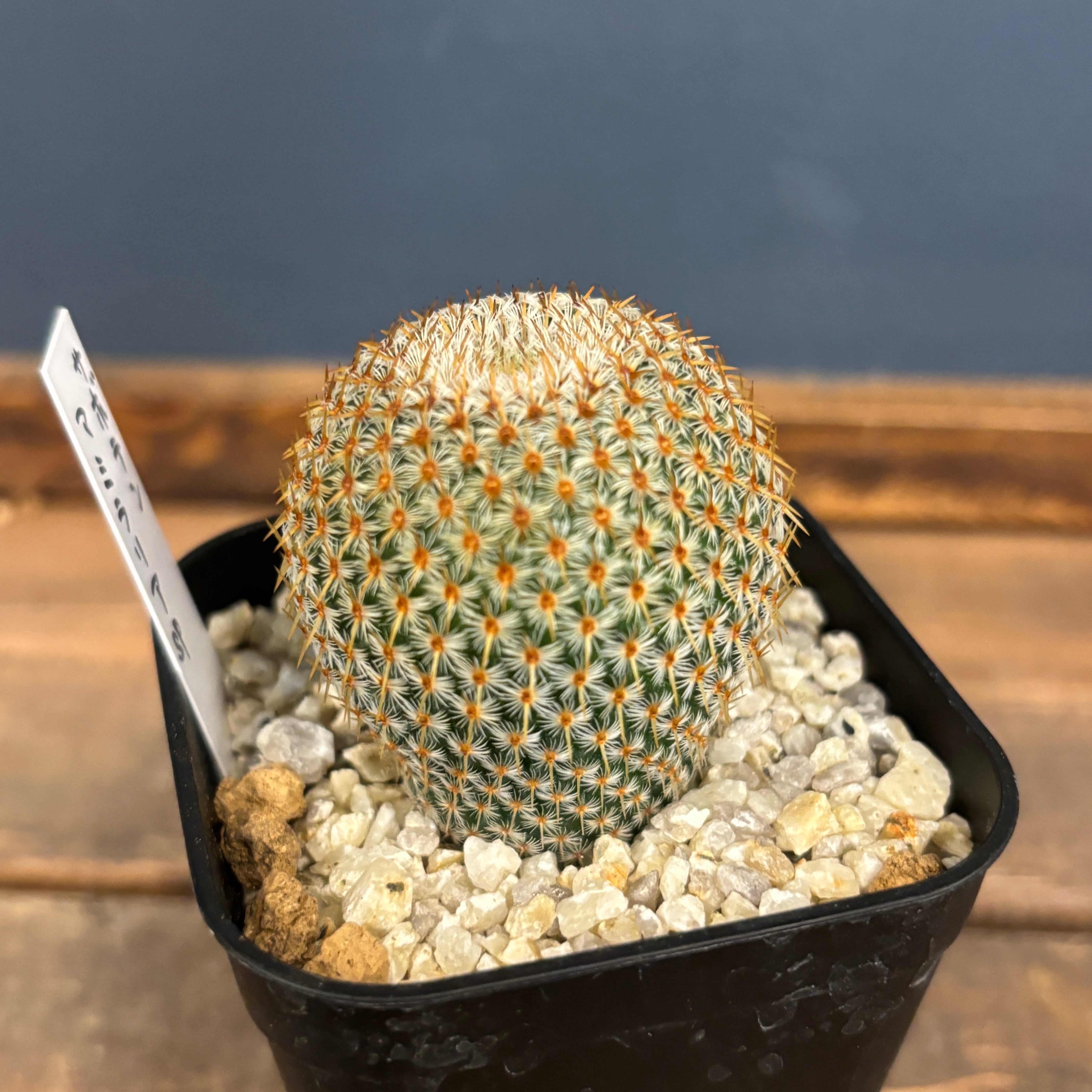 サボテン マミラリア クルシゲラ【956】 | PROTOLEAF プロトリーフ