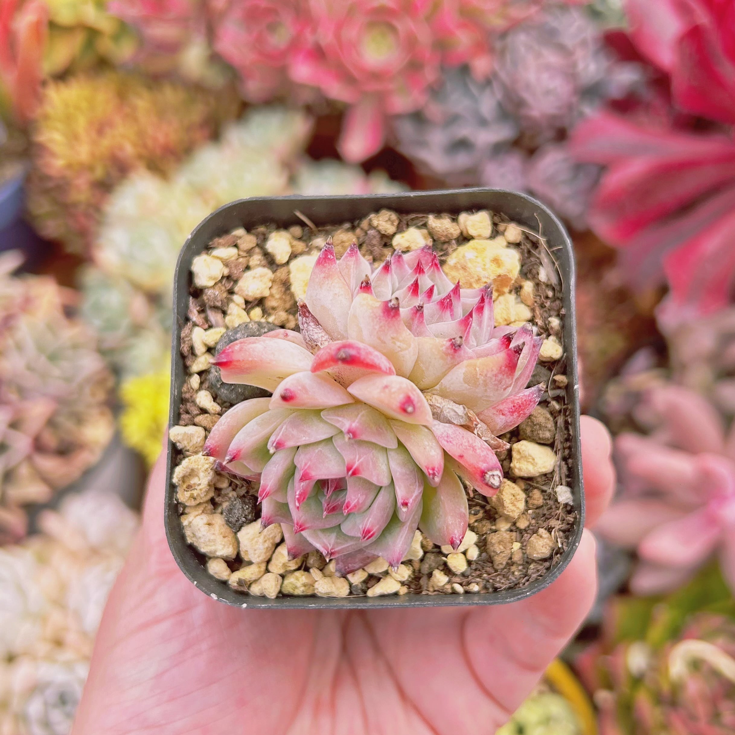 #210現物　多肉植物　シモヤマコロラータ