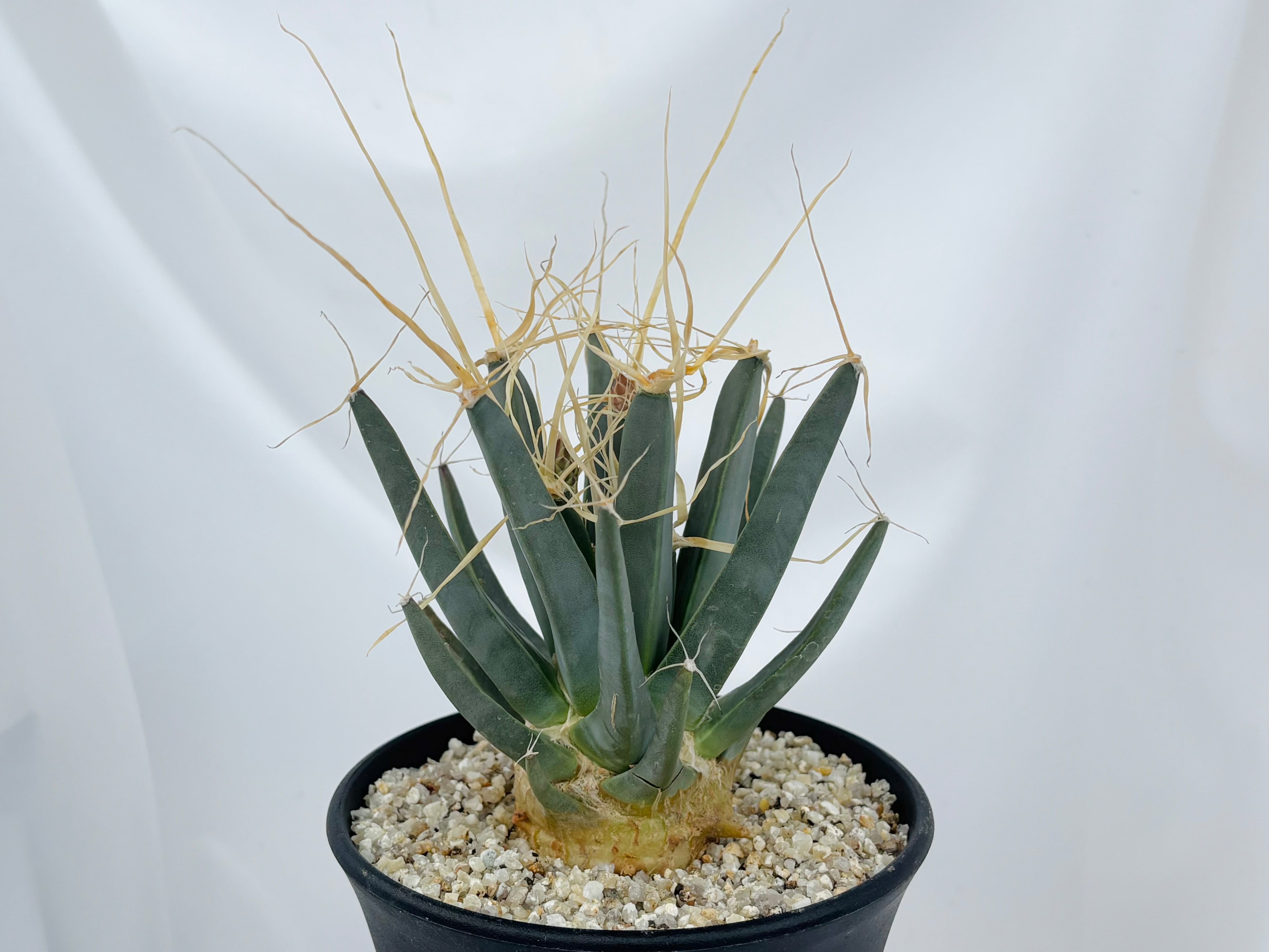 Leuchtenbergia principis レウクテンベルギア 晃山 サボテン | plants