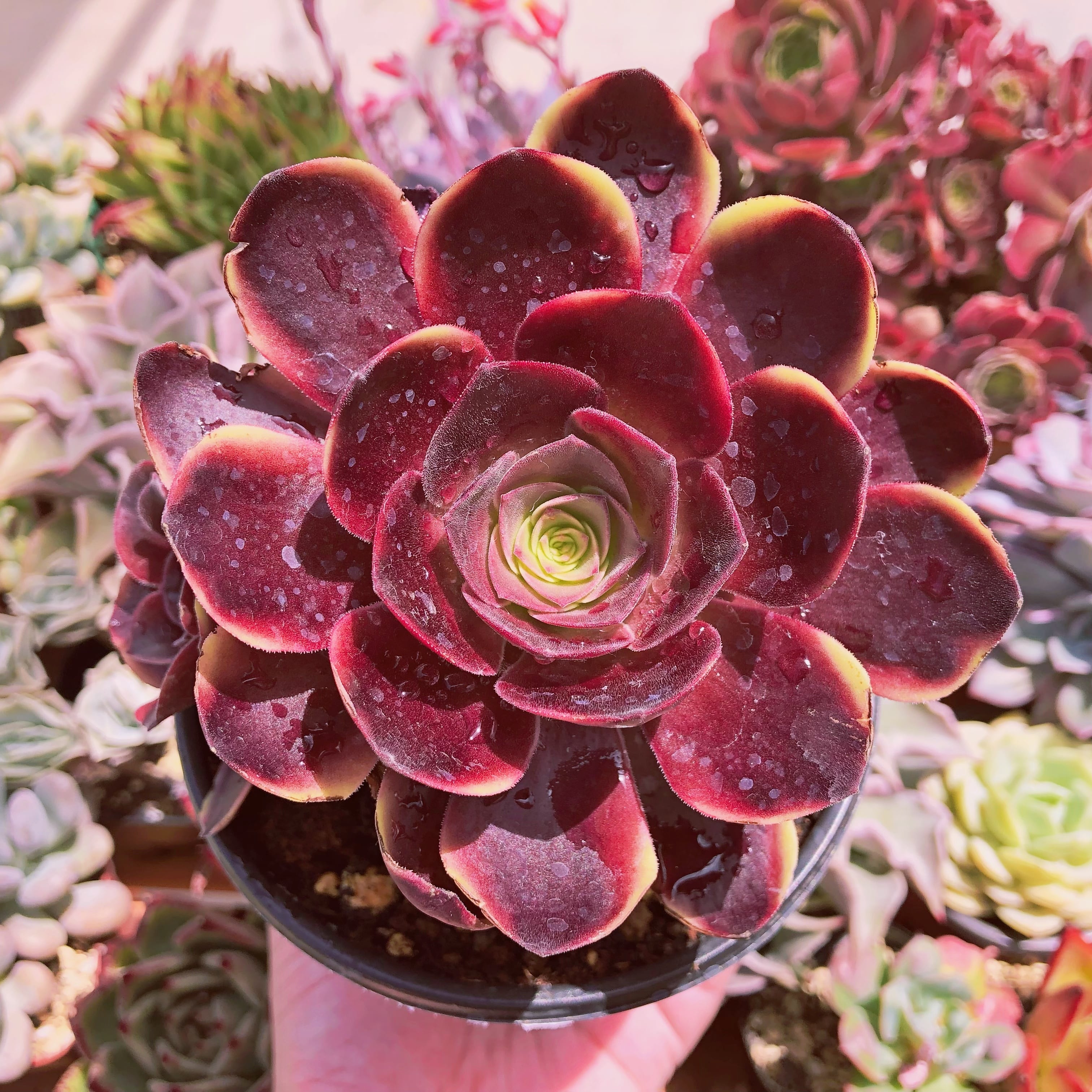 新入荷 多肉植物 ベルベット錦 2～3頭 群生 | るる農園~多肉植物専門