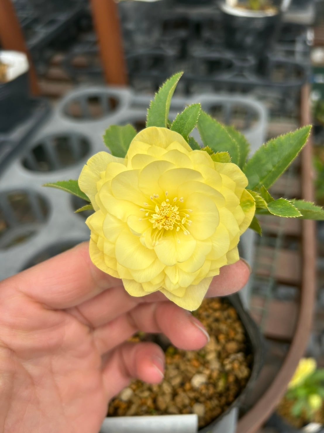 26-120 プリマヴェーラ交配 | クリハラガーデン