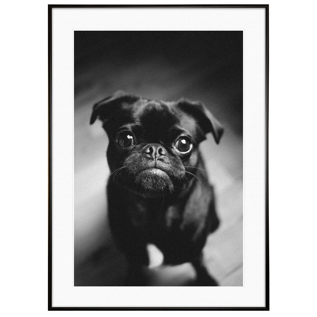 動物写真 犬 パグ インテリア モノクロアートポスター額装 AS2926