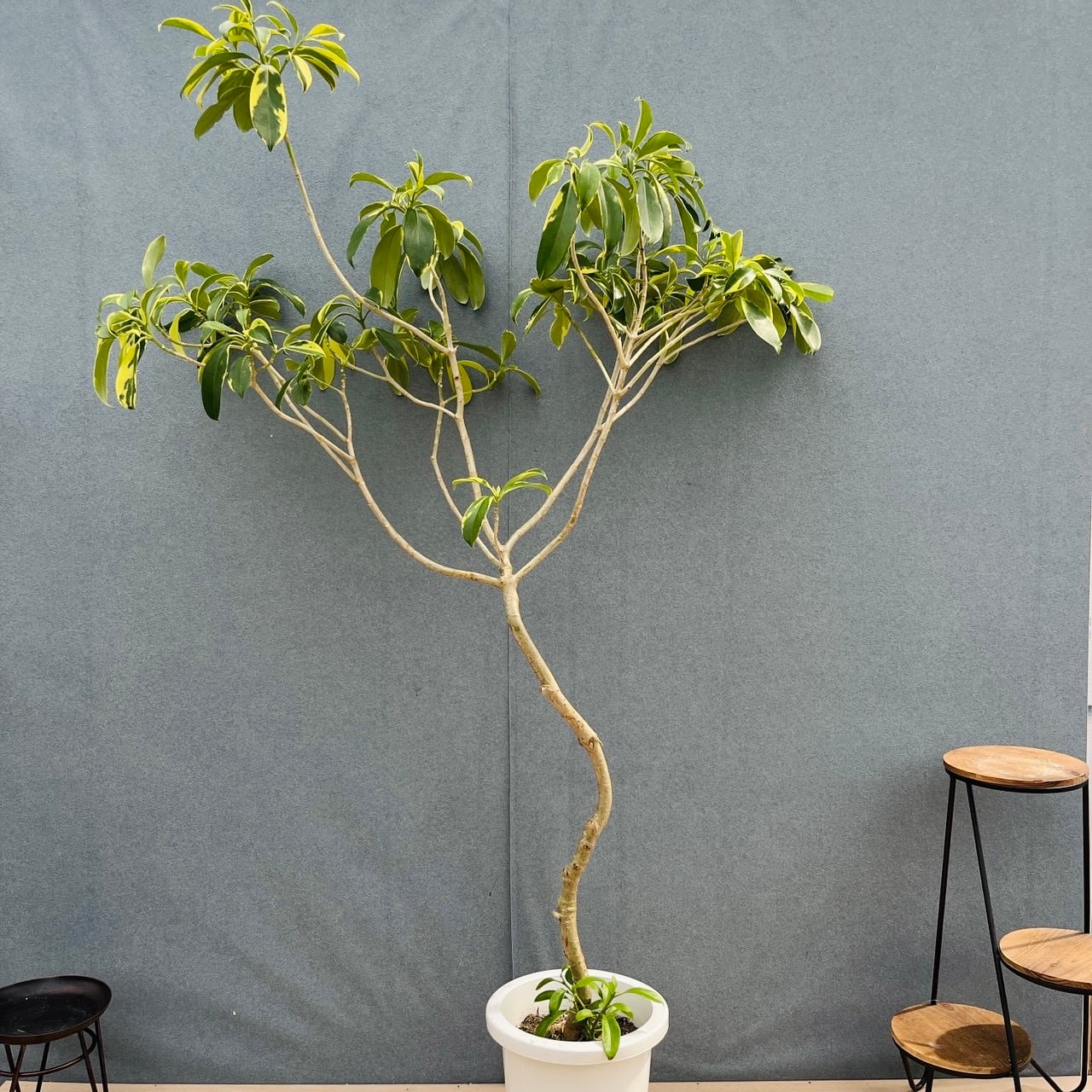 現品］14番 シェフレラ グランディ 曲がり 8号 観葉植物 斑入り 室内
