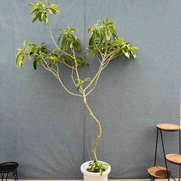 観葉植物】ウンベラータ 曲げ 寄植え 受皿付 | PAY ID