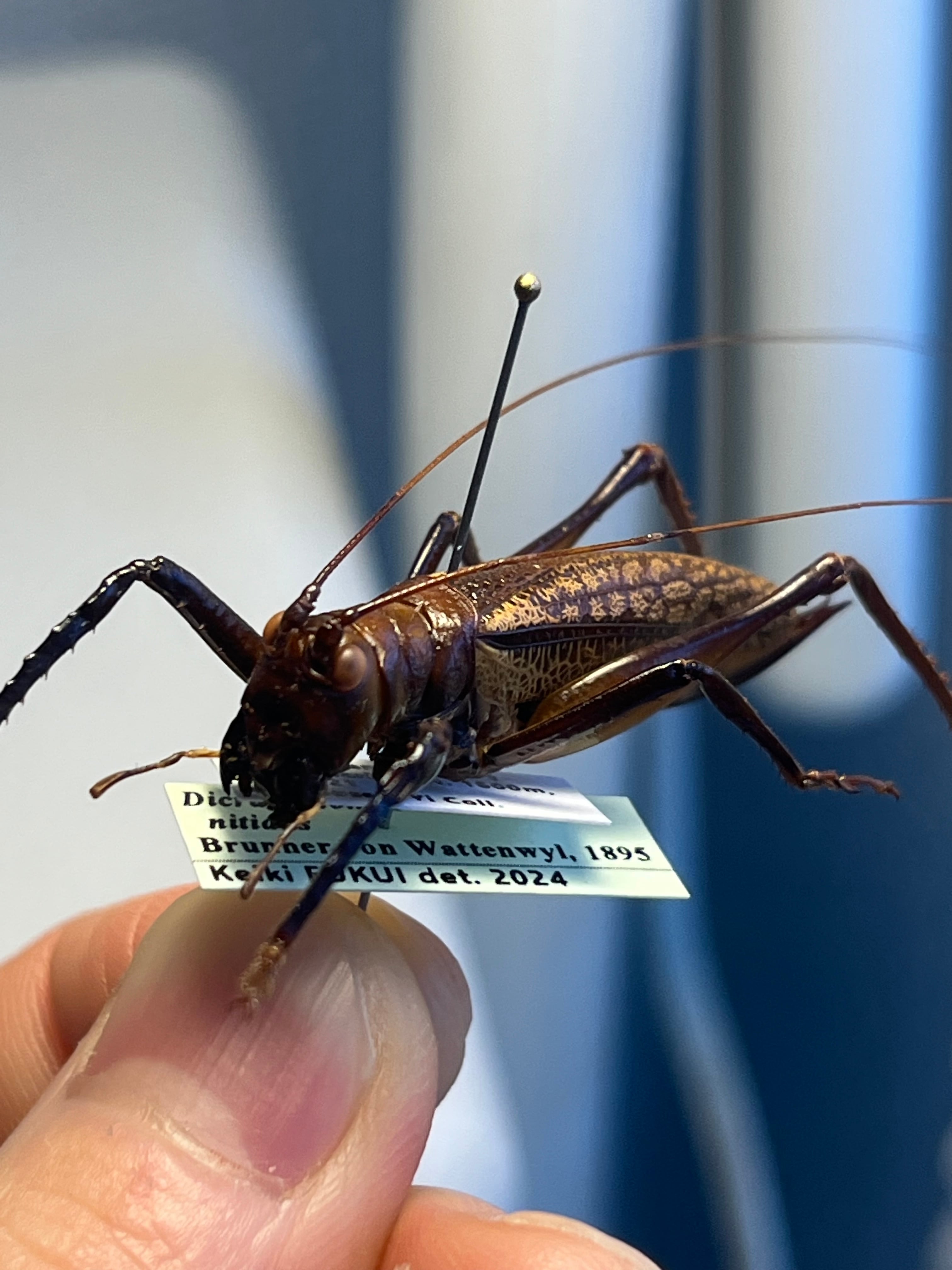極美展足】クワガタキリギリス 化け物キリギリス 昆虫標本 ウェタ