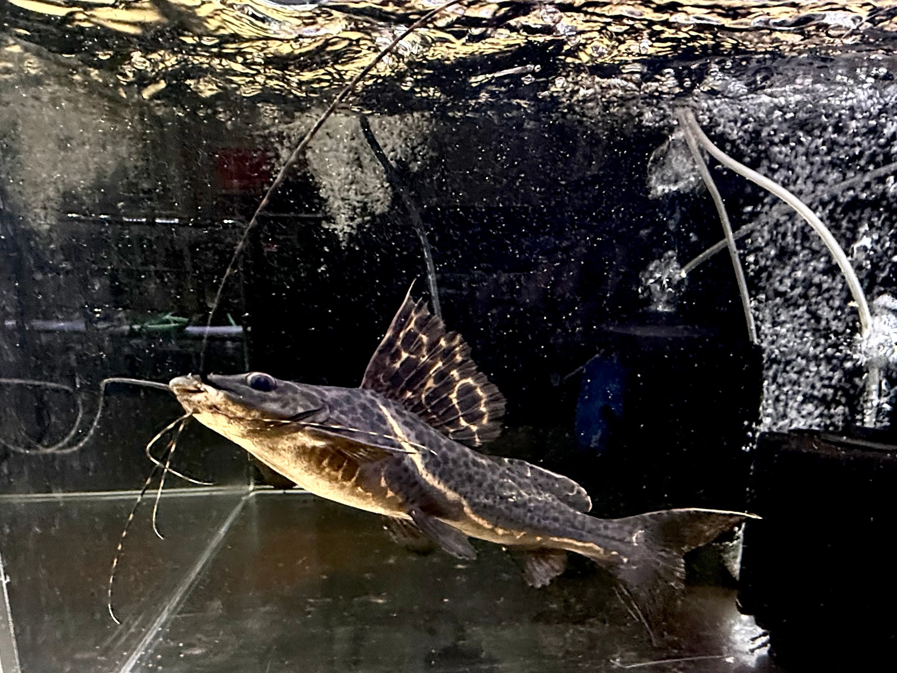 イエローセルフィンキャット33cm± | AQUASTYLEG