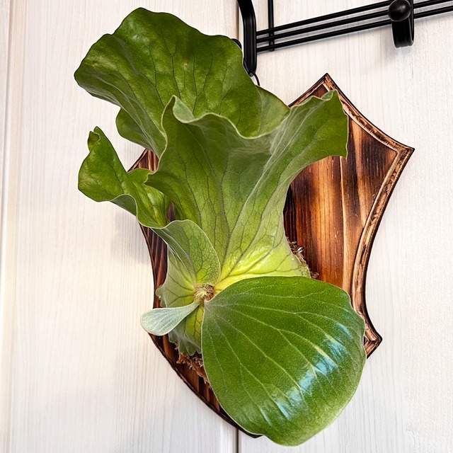 ビカクシダ エレファントティス 中株 板付 【観葉植物 壁掛け コウモリラン】