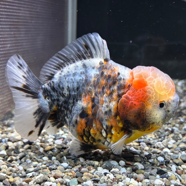 【セレクト】オランダST １２ｃｍ