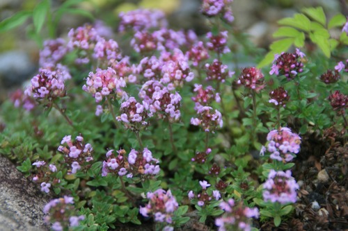 イブキジャコウソウ（伊吹麝香草）７，５cm〜９ポット【山野草】の画像